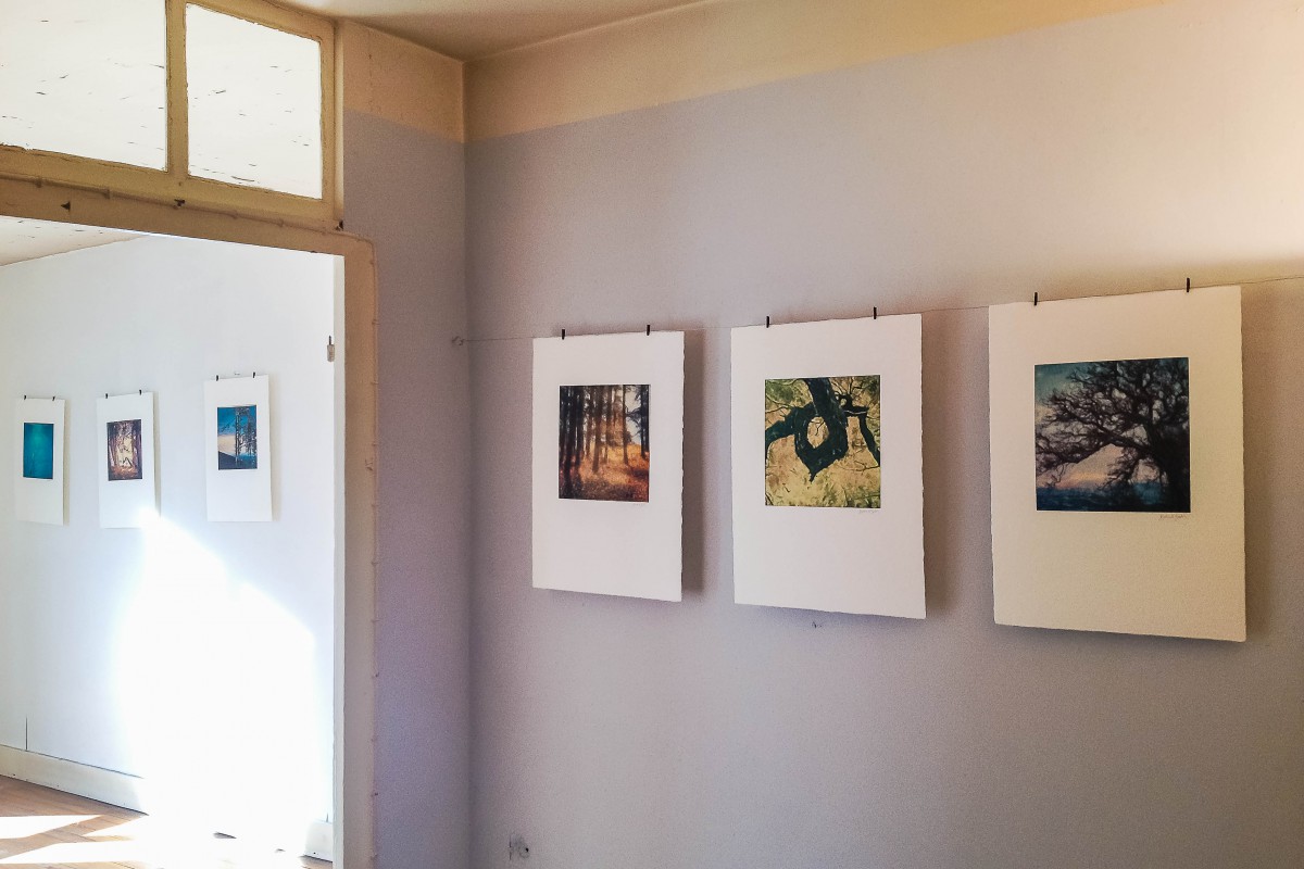 Exposition "Arbres et petites forêts"  Polaroid de Bertrand Bodin Photographe