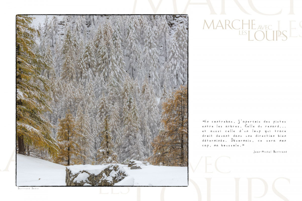 Marche avec les loups, exposition photographique de Bertrand Bodin, mélèzes