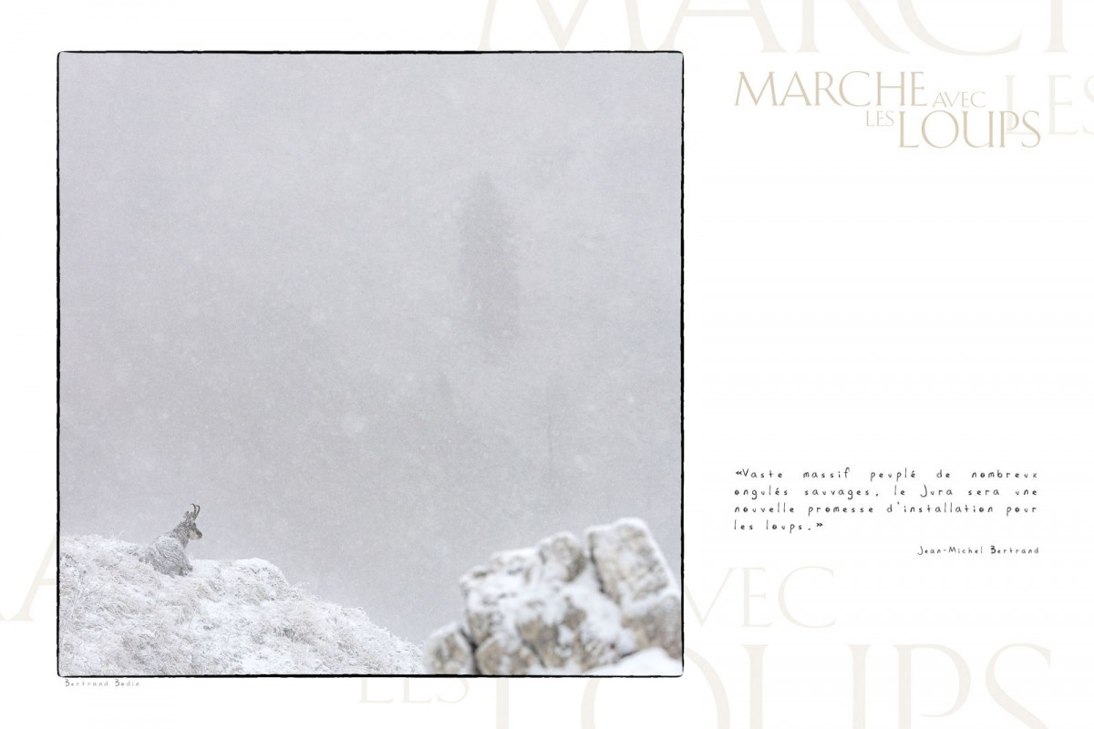 Marche avec les loups, exposition photographique de Bertrand Bodin, Chamois