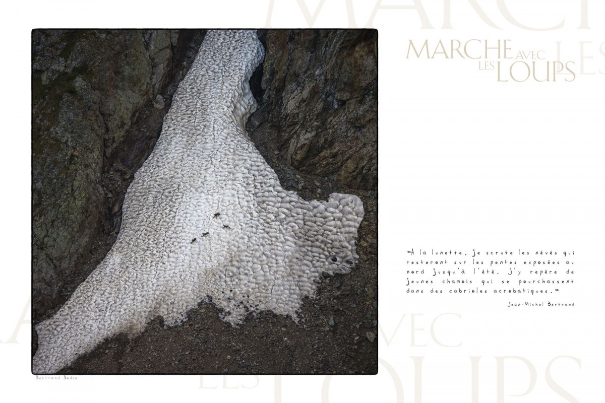 Marche avec les loups, exposition photographique de Bertrand Bodin, chamois