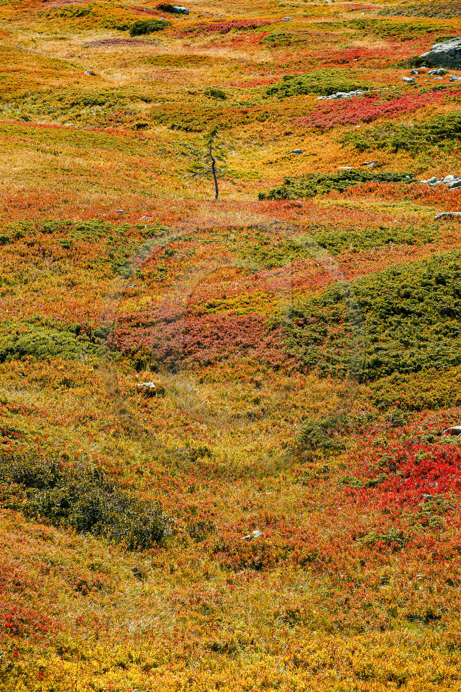 Randonnée pédestre sur le sentier des lacs Jovet
