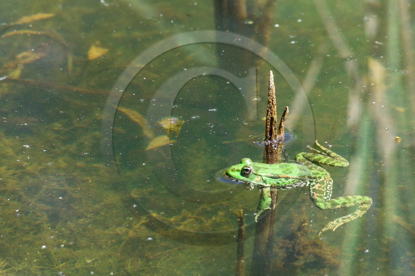 ENS de l'Isère, espace alluvial de la Rolande