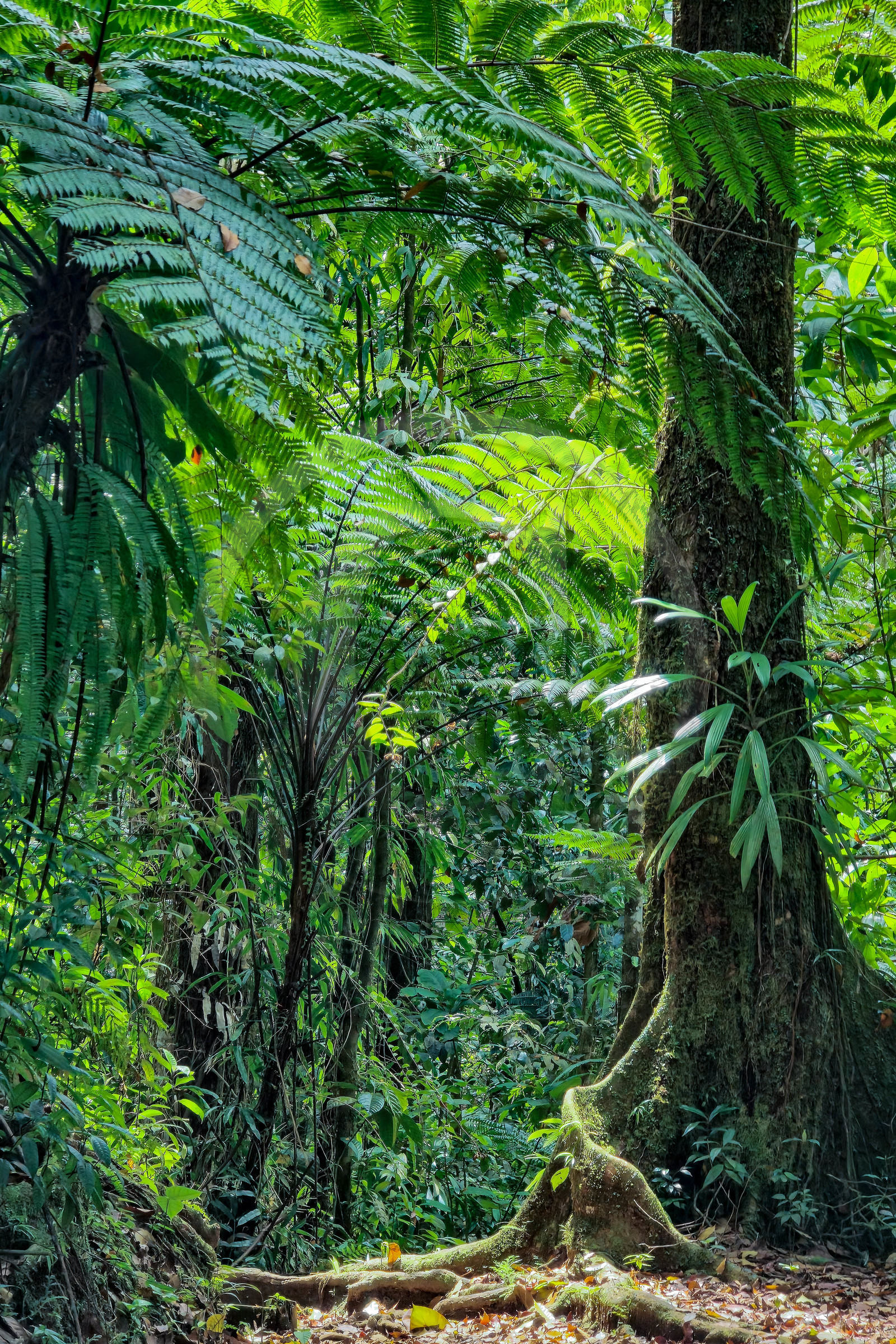 Forêt tropicale, Parc national de la Guadeloupe
