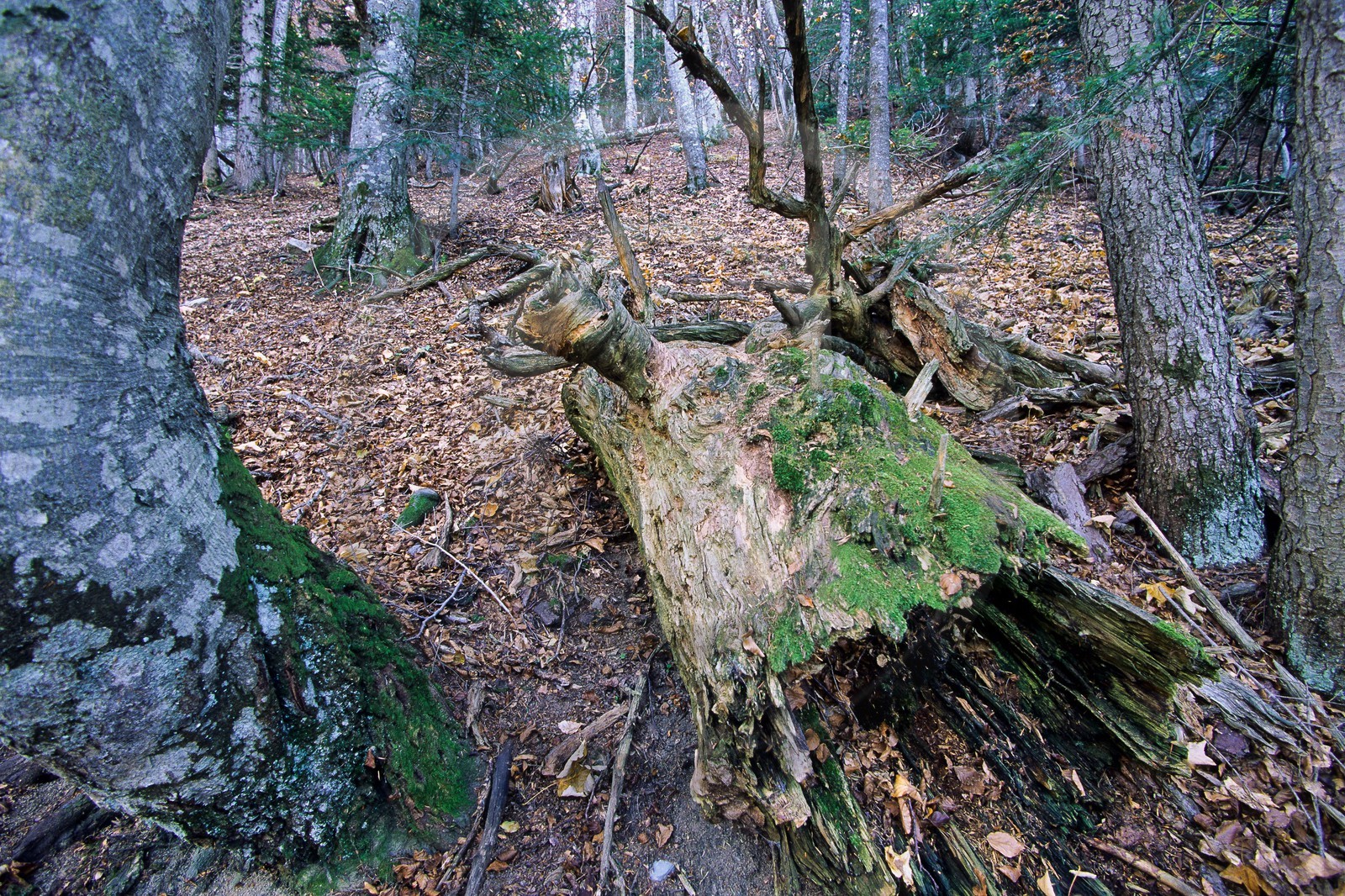 Bois du Chapitre