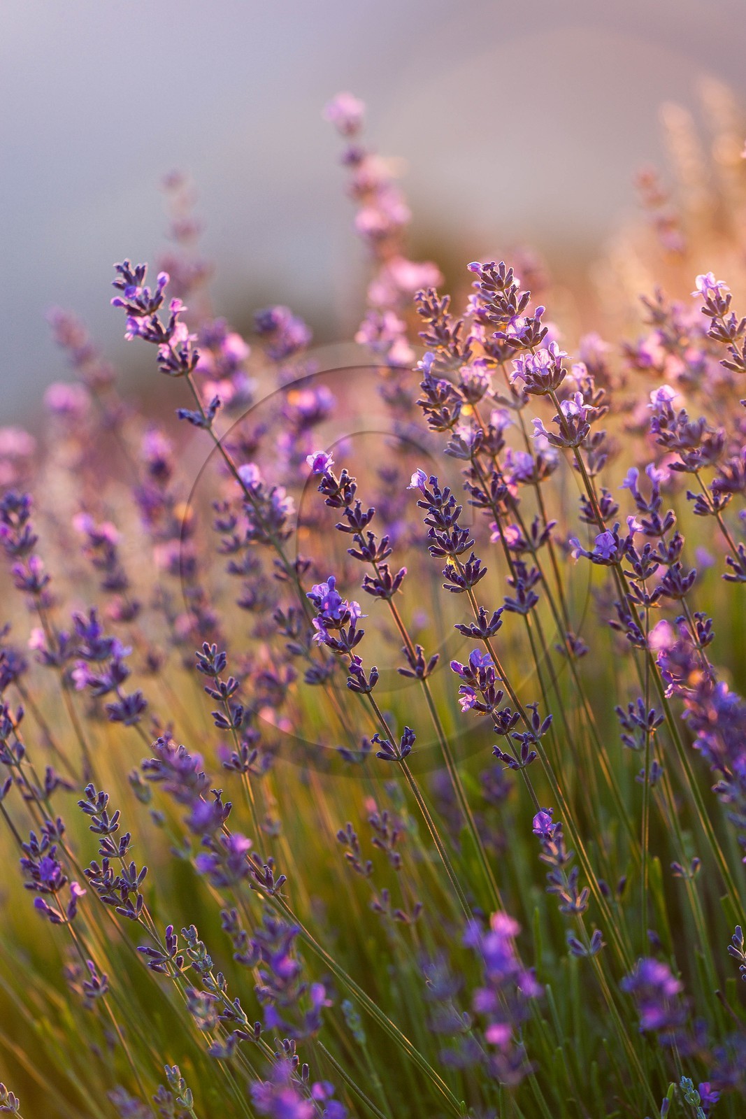 Lavende, Lavendin, Lavandula hybrida