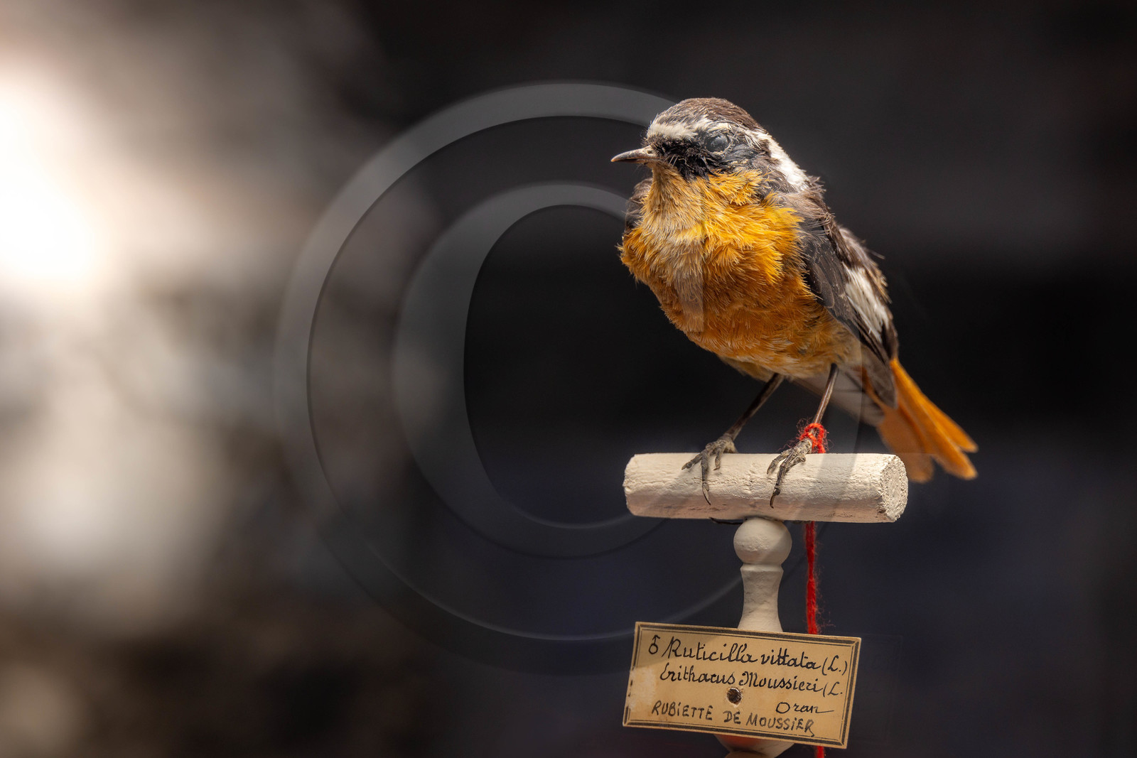 Musée Muséum départemental des Hautes-Alpes, collections d’animaux naturalisés