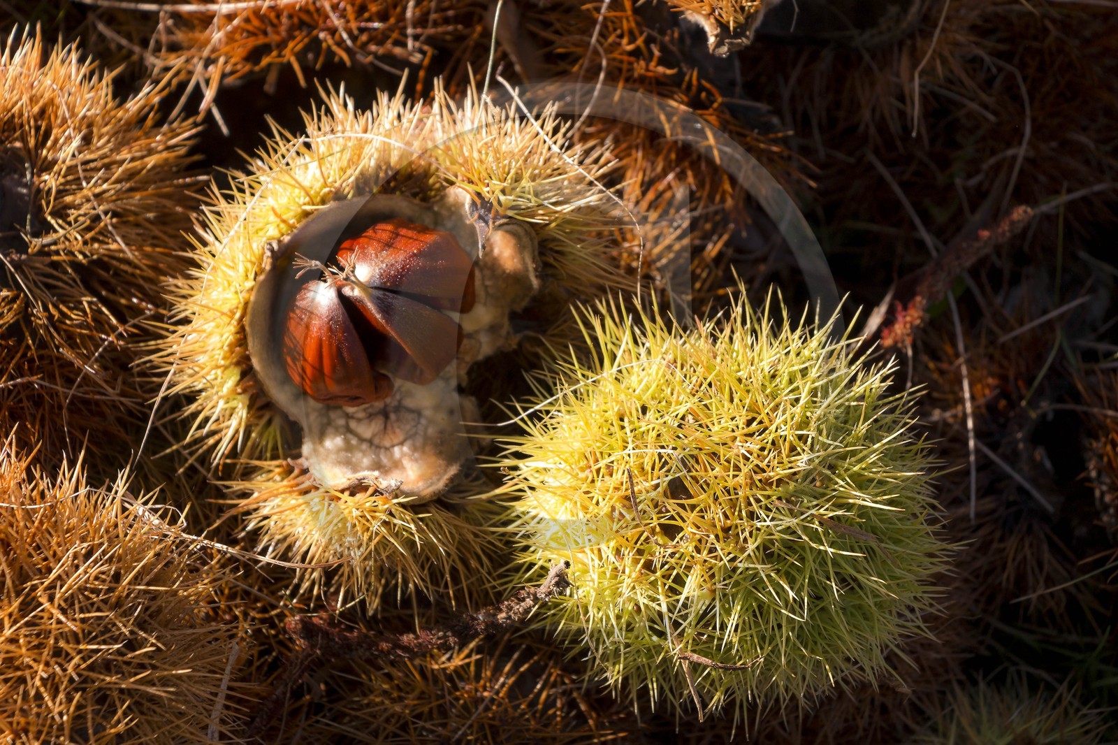 Valdeblore, Saint-Dalmas, chataigneraie de Monsieur Morino
