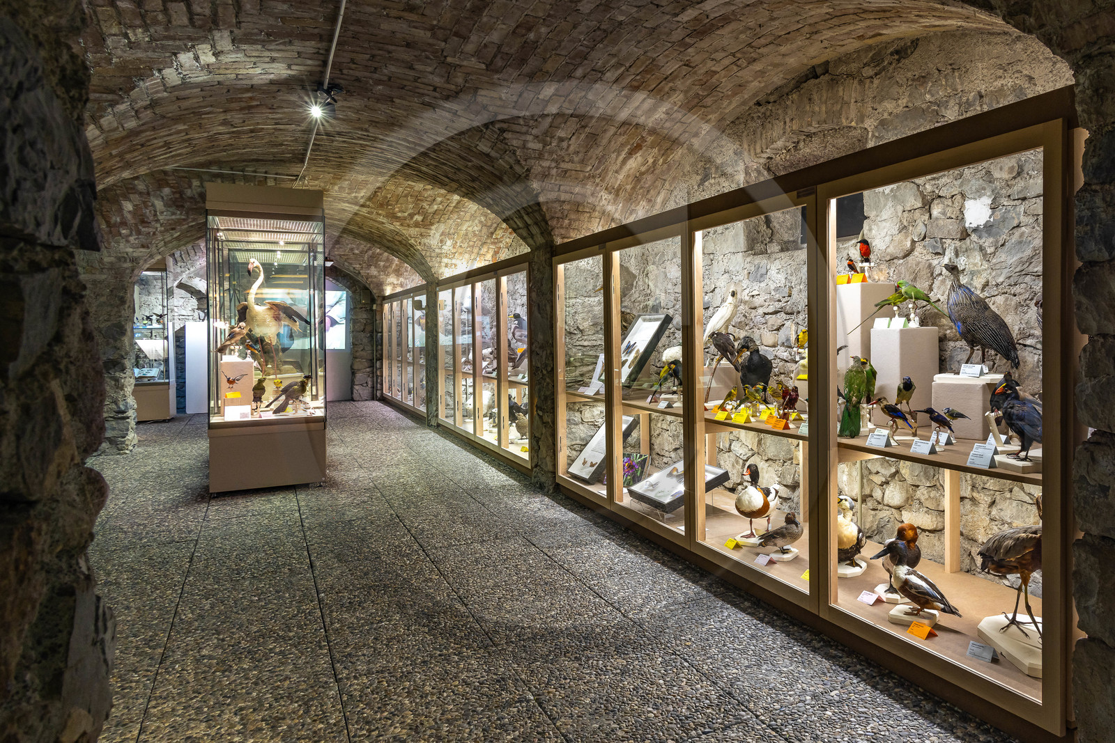 Musée Muséum départemental des Hautes-Alpes, collections d’animaux naturalisés