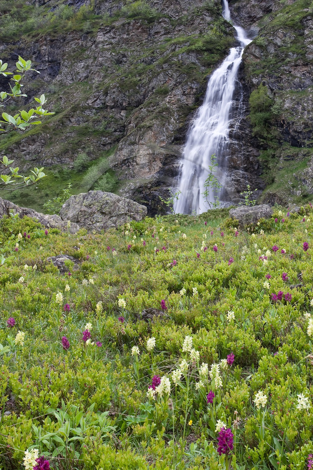 orchis sureau et Cascade du Voile de la Mariée