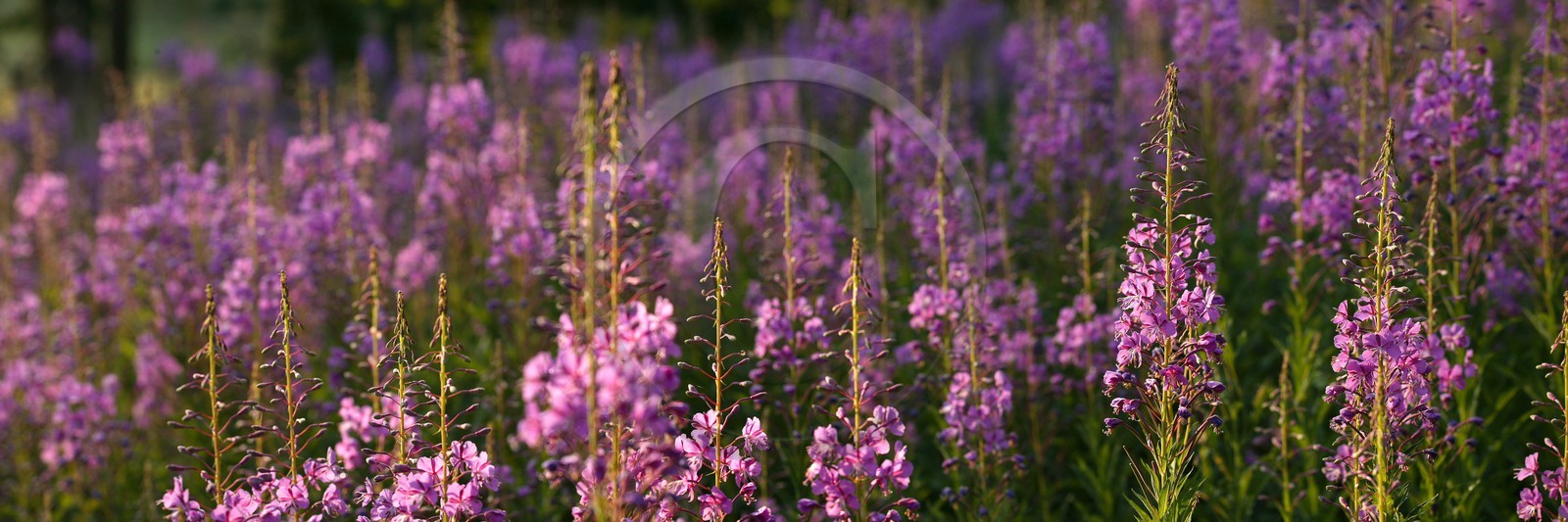 Épilobe en épi ou Laurier de Saint-Antoine, Chamerion angustifolium