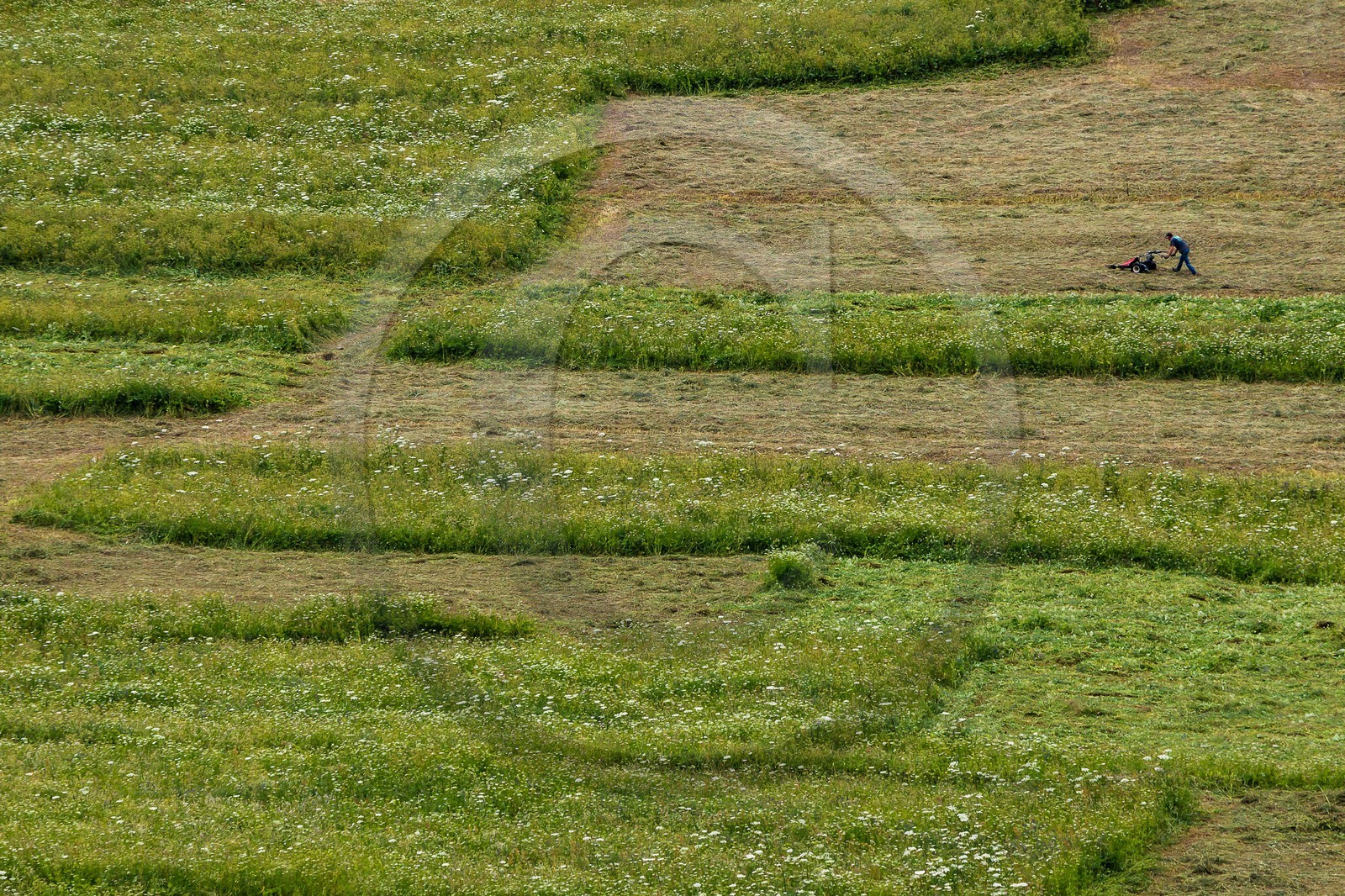 Fenaisons  à Bonneval-sur-Arc