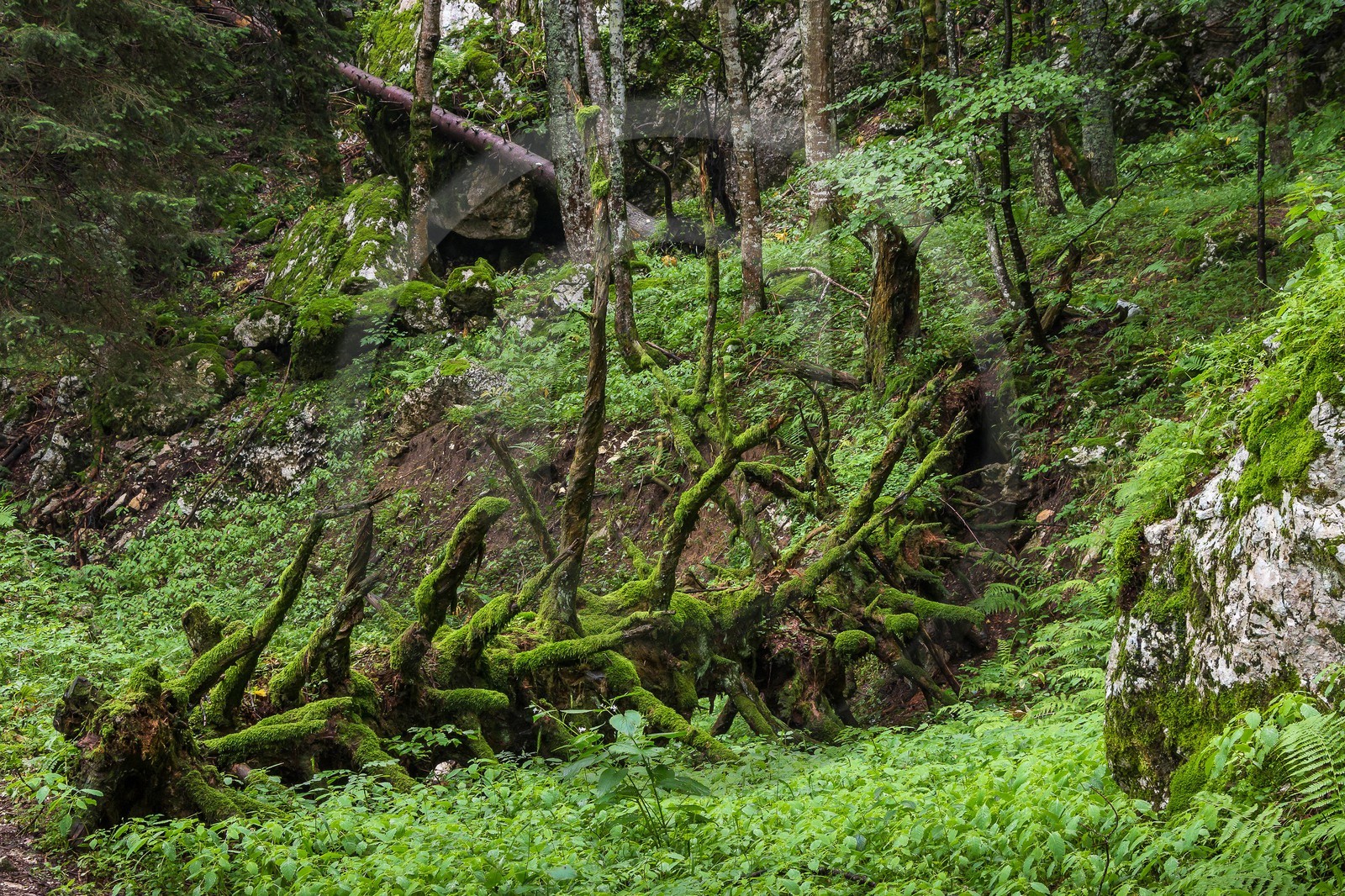 ENS de l'Isère, Les Ecouges