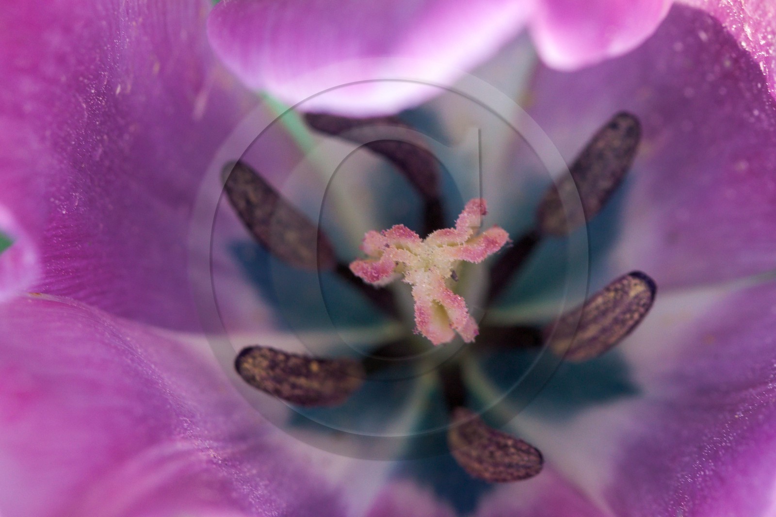 Tulipe de Guillestre, Tulipa platystigma