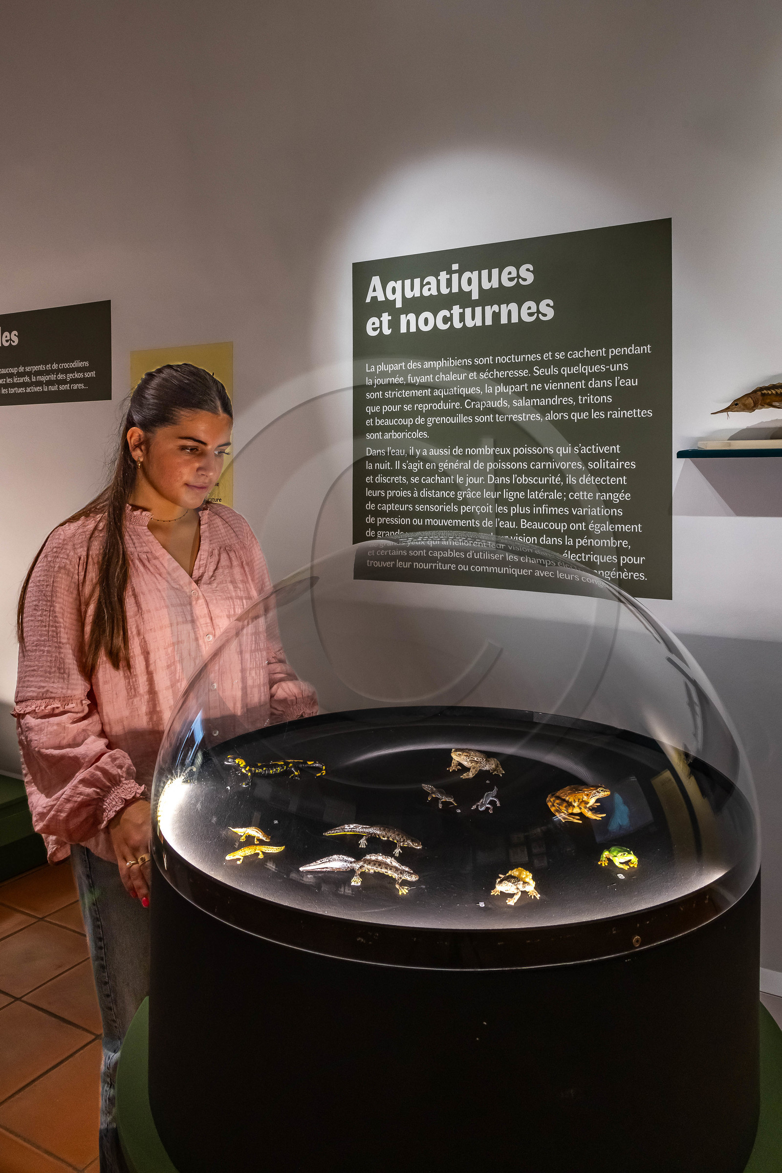 Musée Muséum départemental des Hautes-Alpes, Exposition Nuit