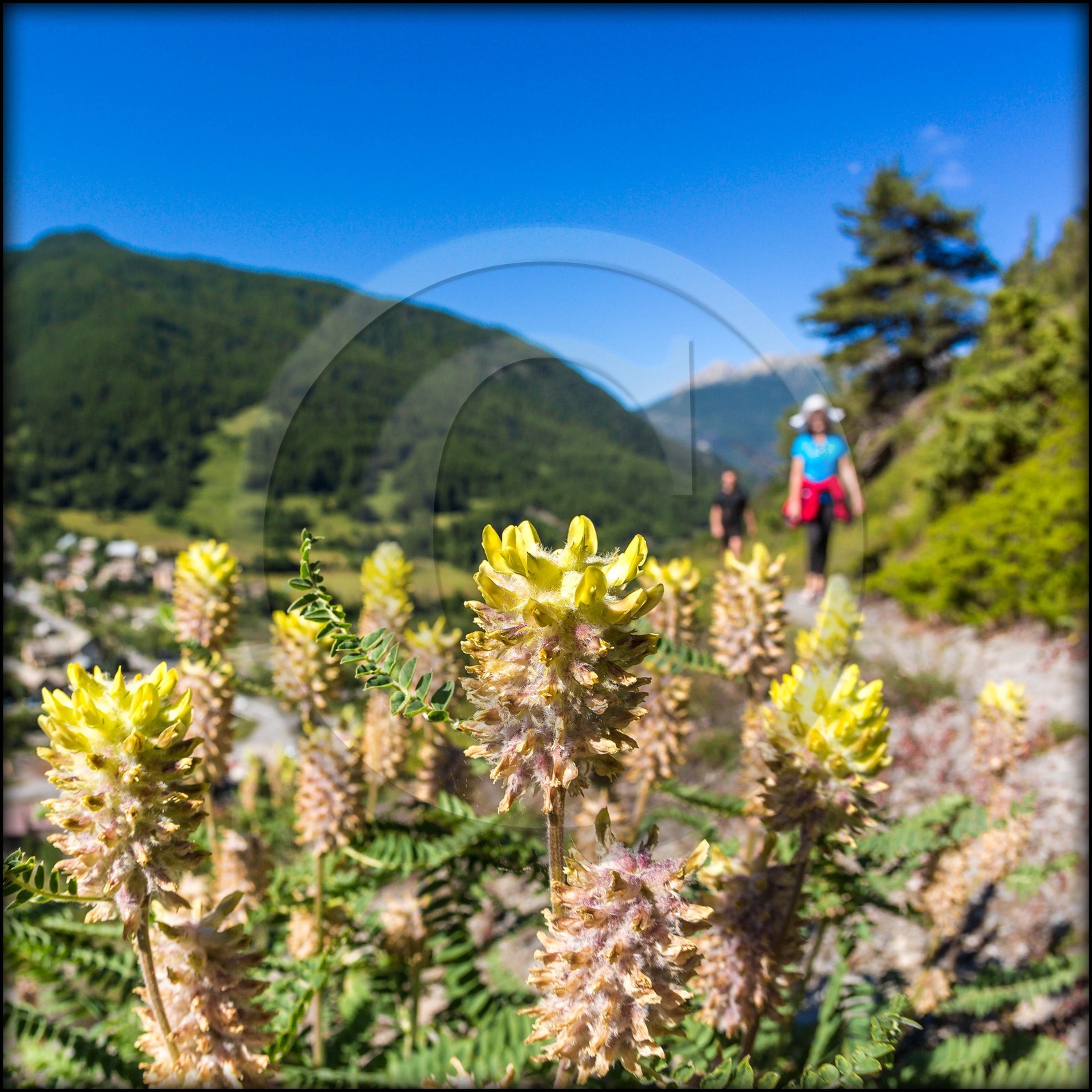 Château-Ville-Vieille, sentier des astragales