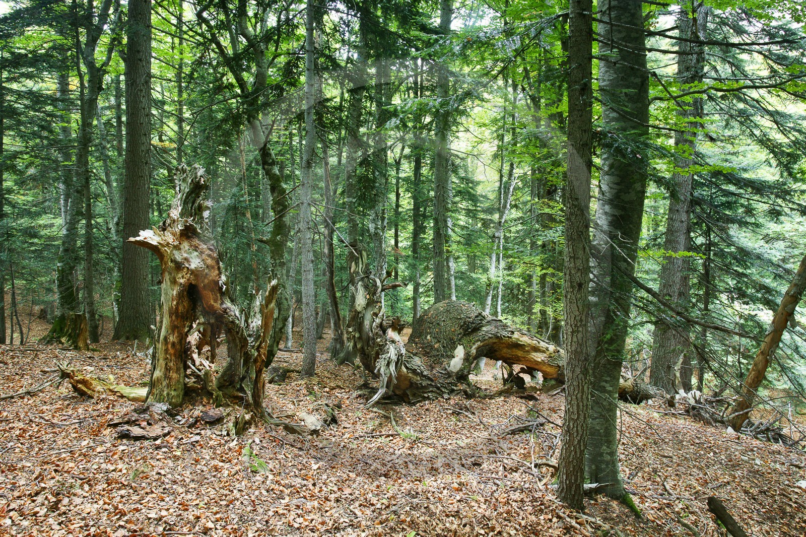 Bois du Chapitre