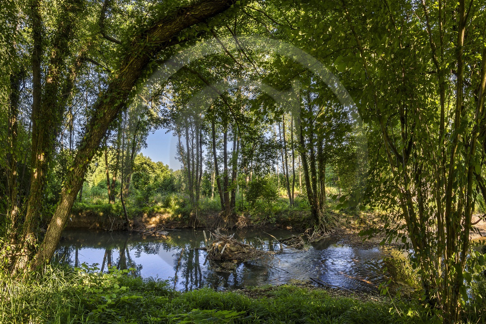 ENS de l'Isère, Zone humide de la Merlière