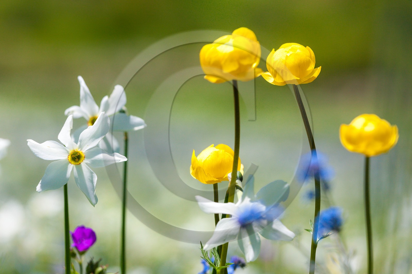 Trolle d'Europe, Trollius europaeus et Narcisse, Narcissus