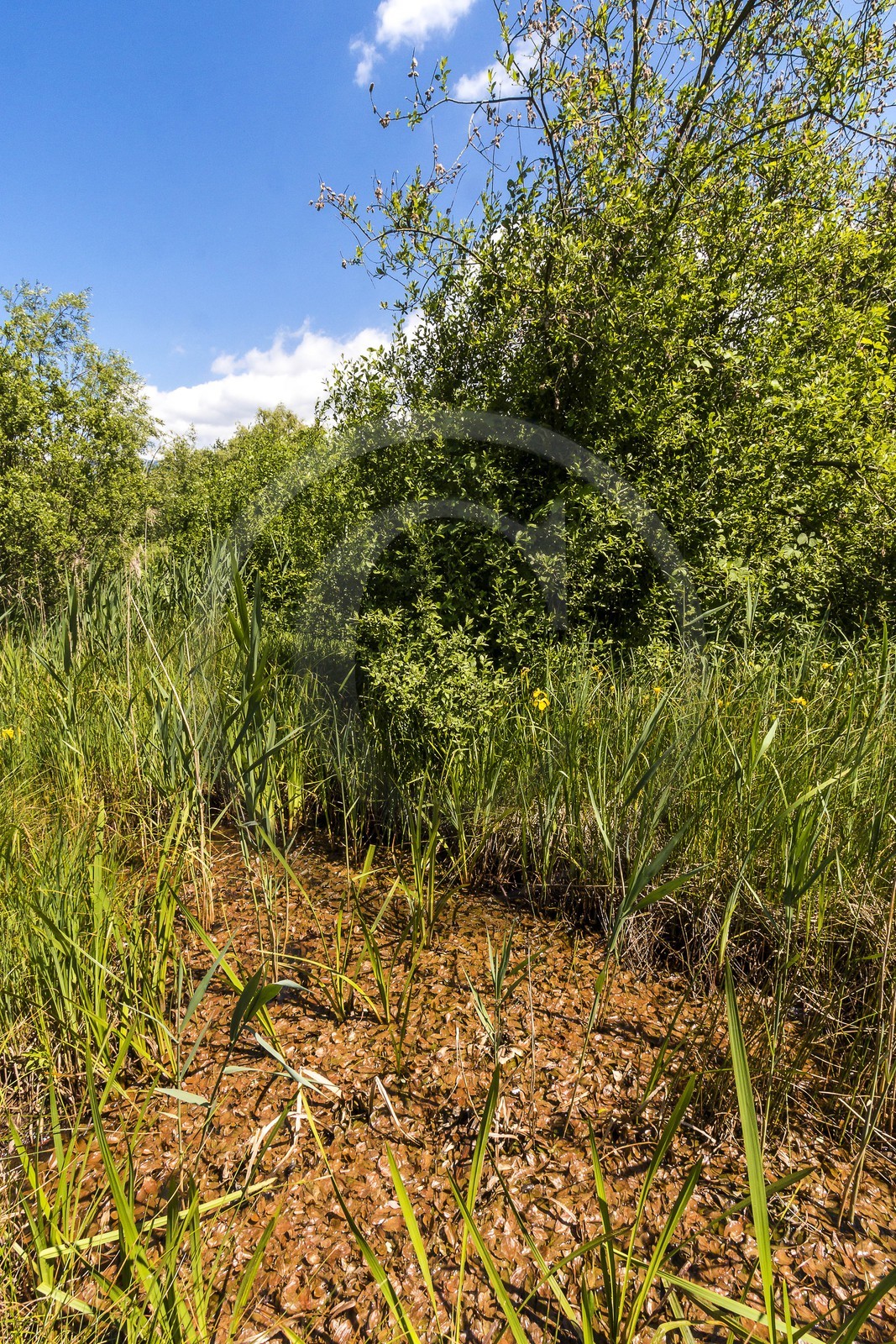ENS de l'Isère, Marais de Montfort