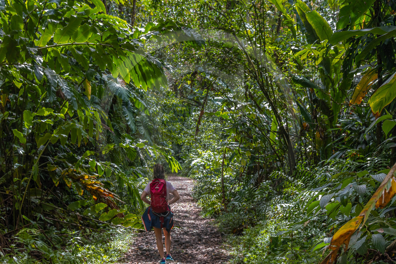 Forêt tropicale, Parc national de la Guadeloupe