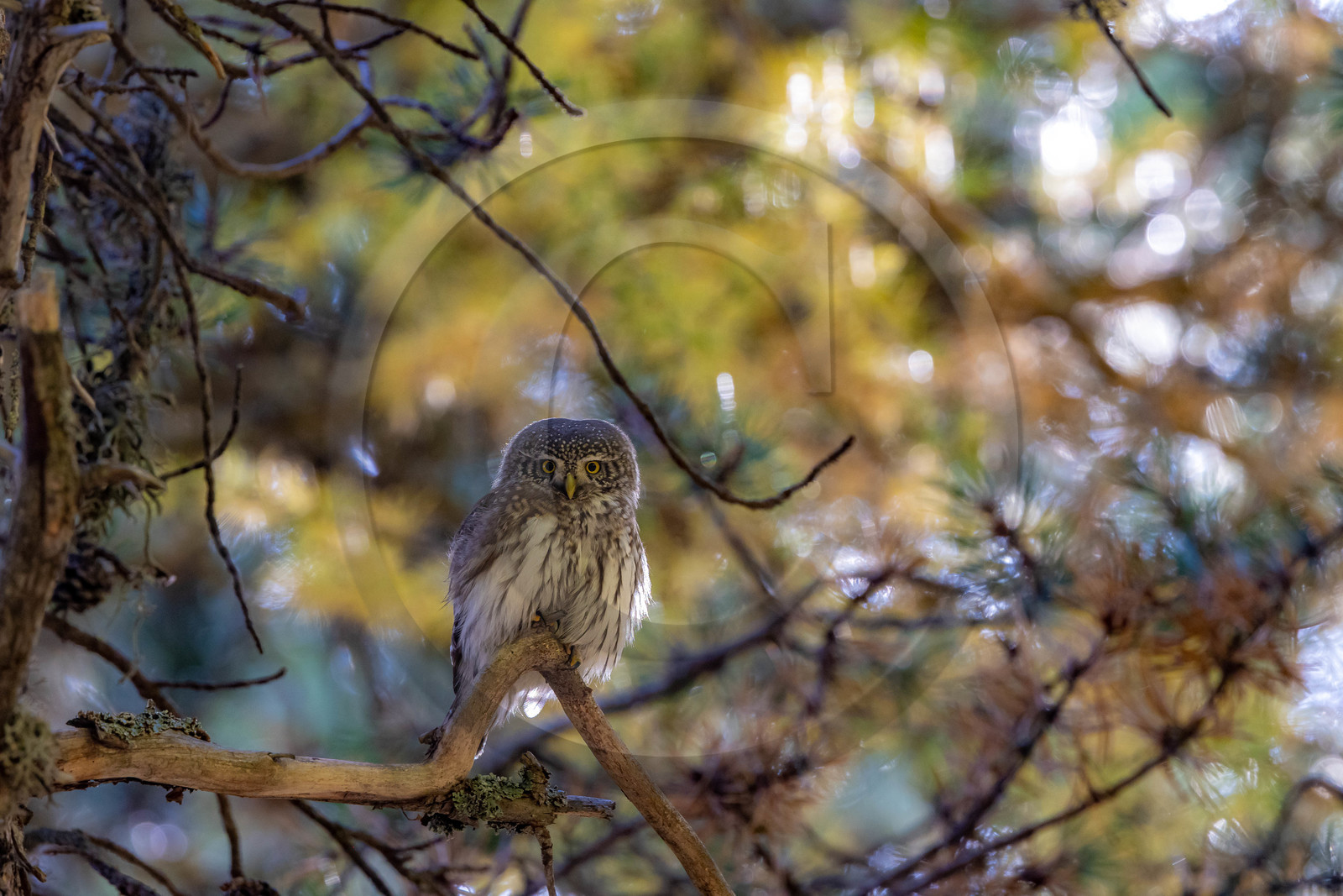 Chevêchette d'Europe, Glaucidium passerinum