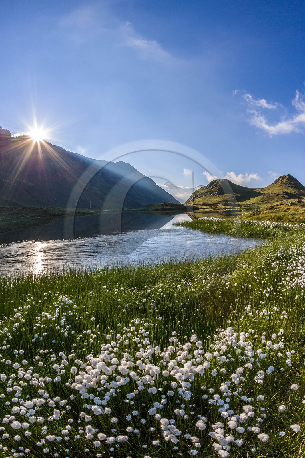 Orcières 1850, linaigrettes au lac Jumeaux et le Roc Diolon