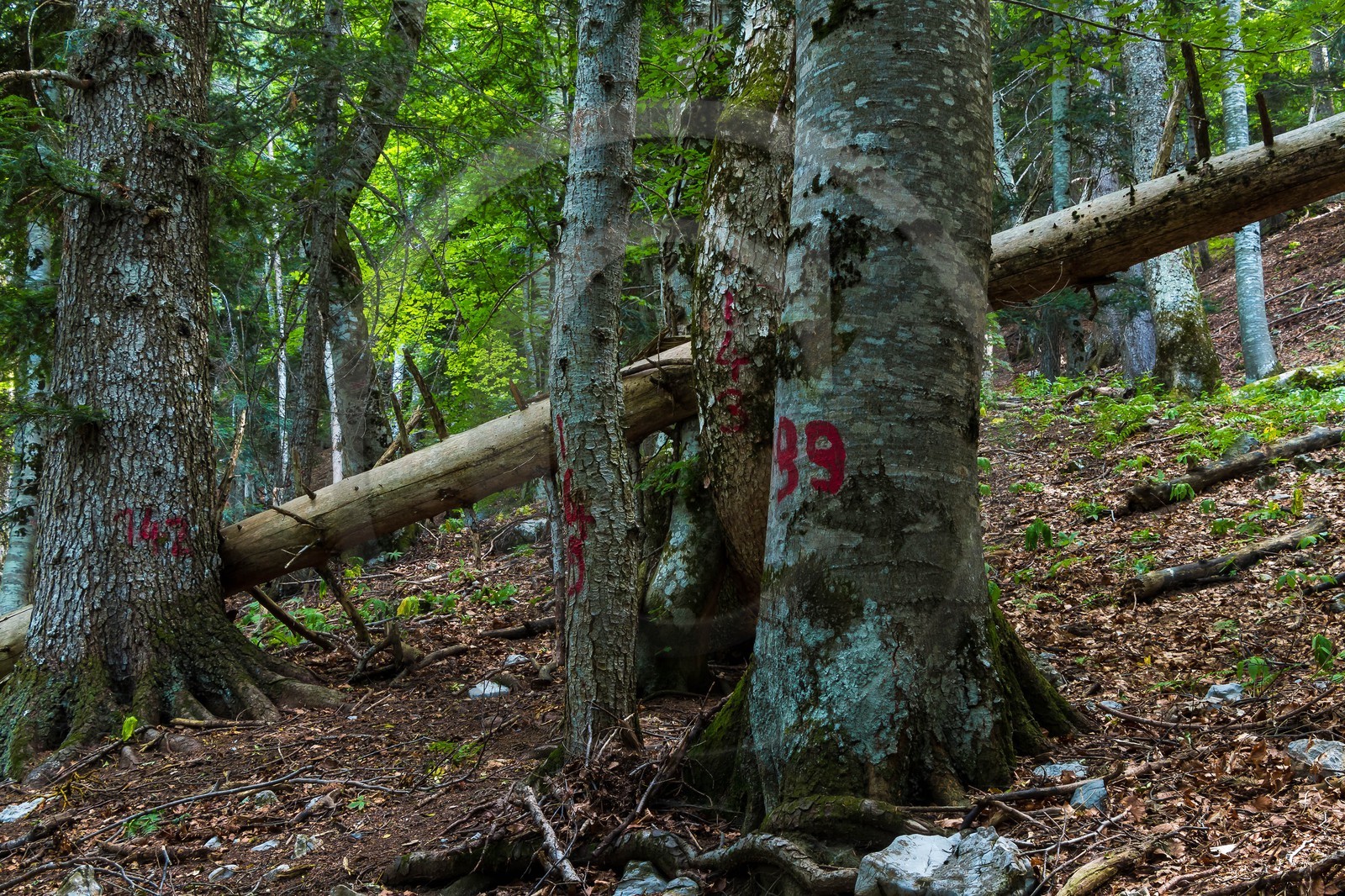 Bois du Chapitre, forêt domaniale de Gap-Chaudun