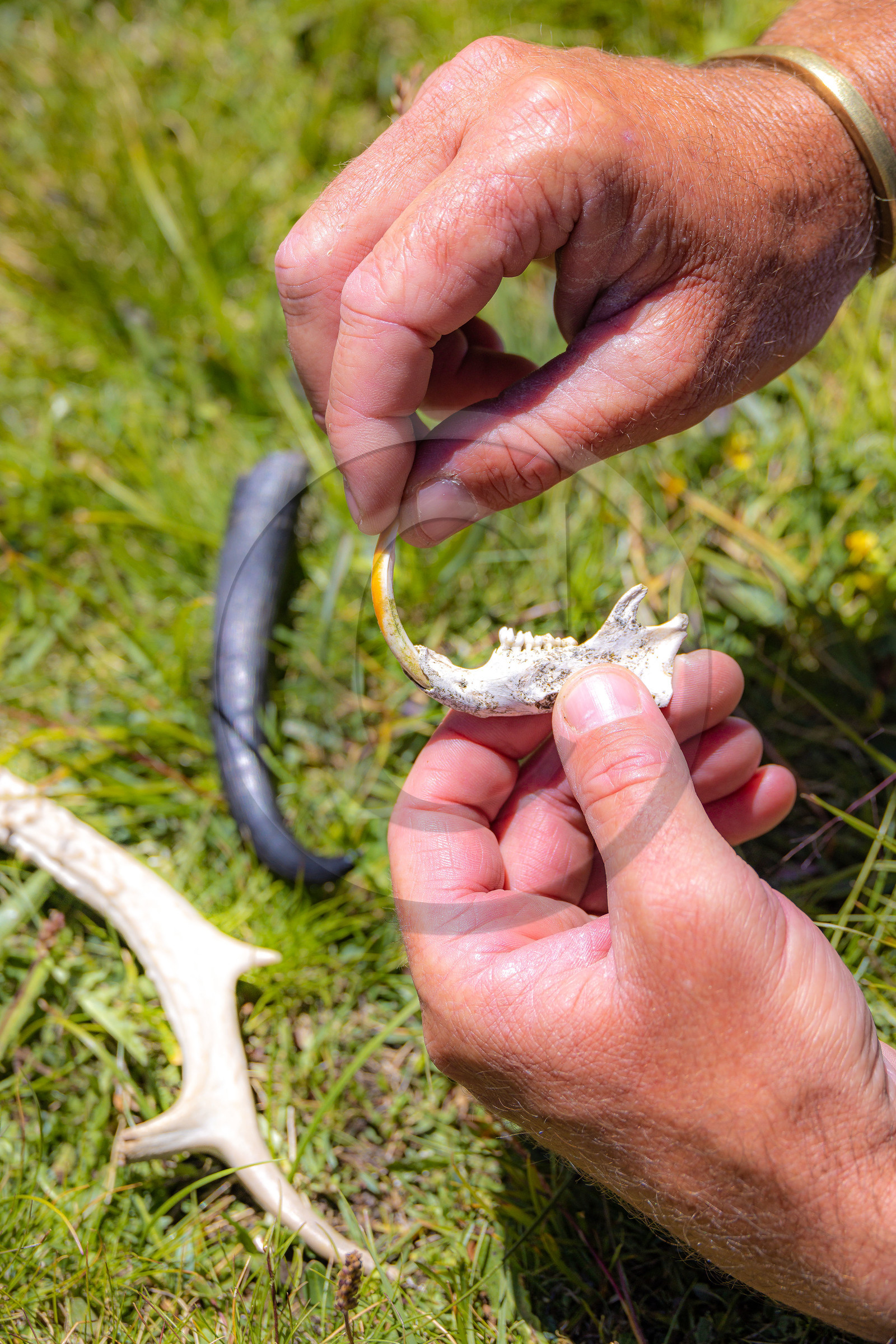 Machoire de marmotte, corne de chamois et de chevreuil