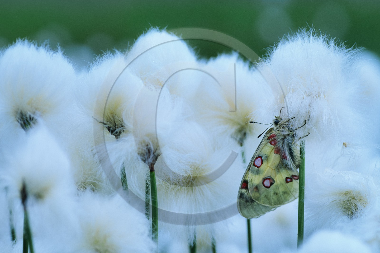 papillon, apollon, parnassius apollo