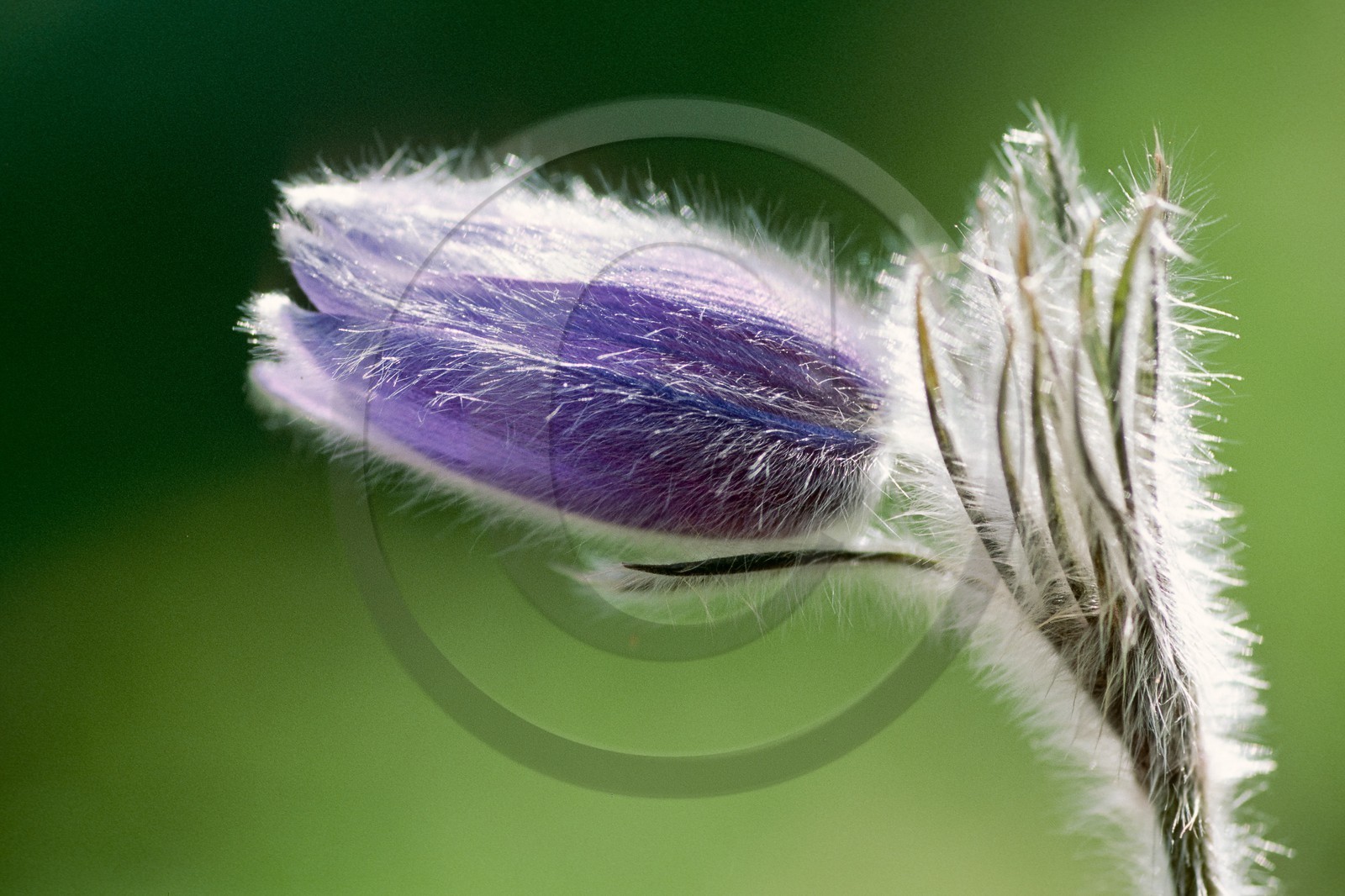 Pulsatille de Haller, Pulsatilla halleri