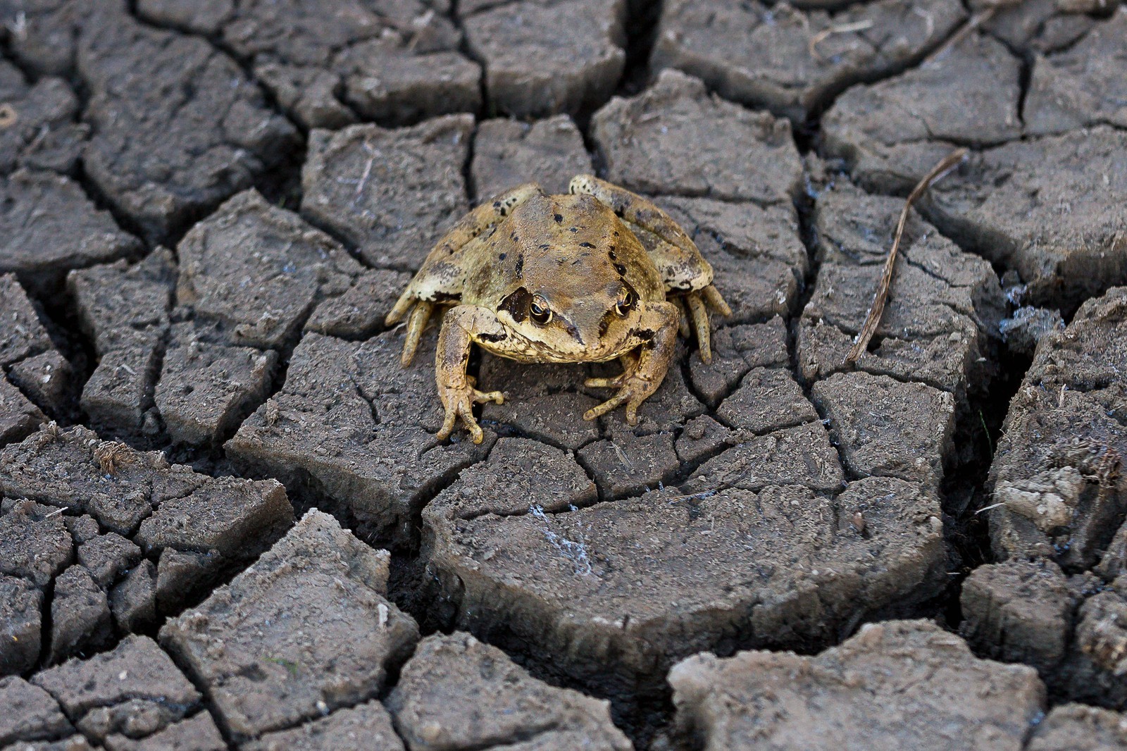 Vallon du Laverq, lac et tourbière Les Eaux-Tortes , grenouille rousse , Rana temporaria