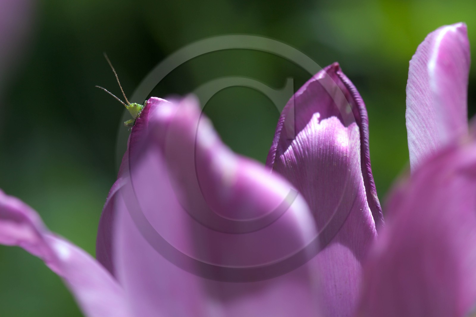 Tulipe de Guillestre, Tulipa platystigma