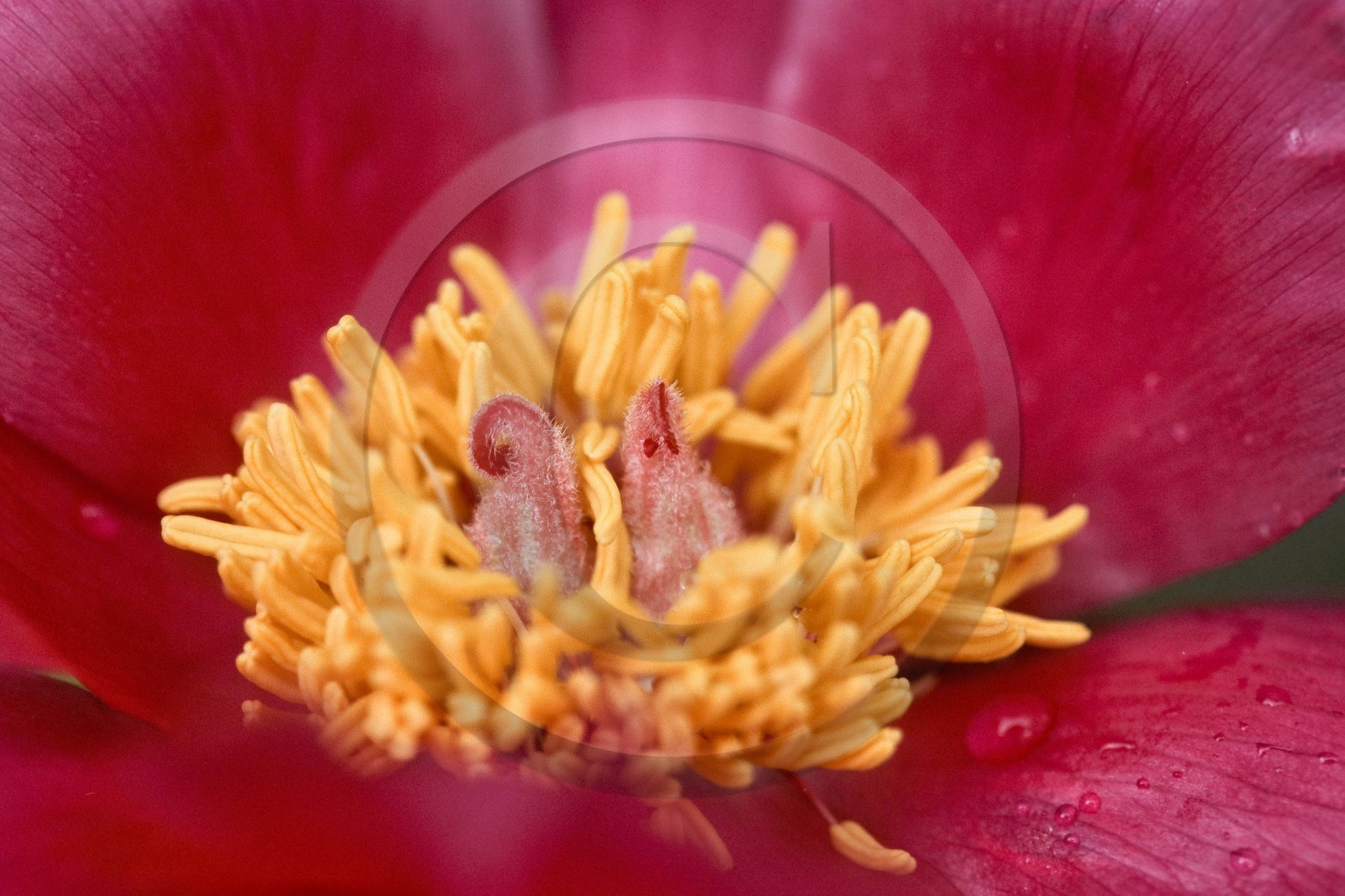 Pivoine officinale, Paeonia officinalis