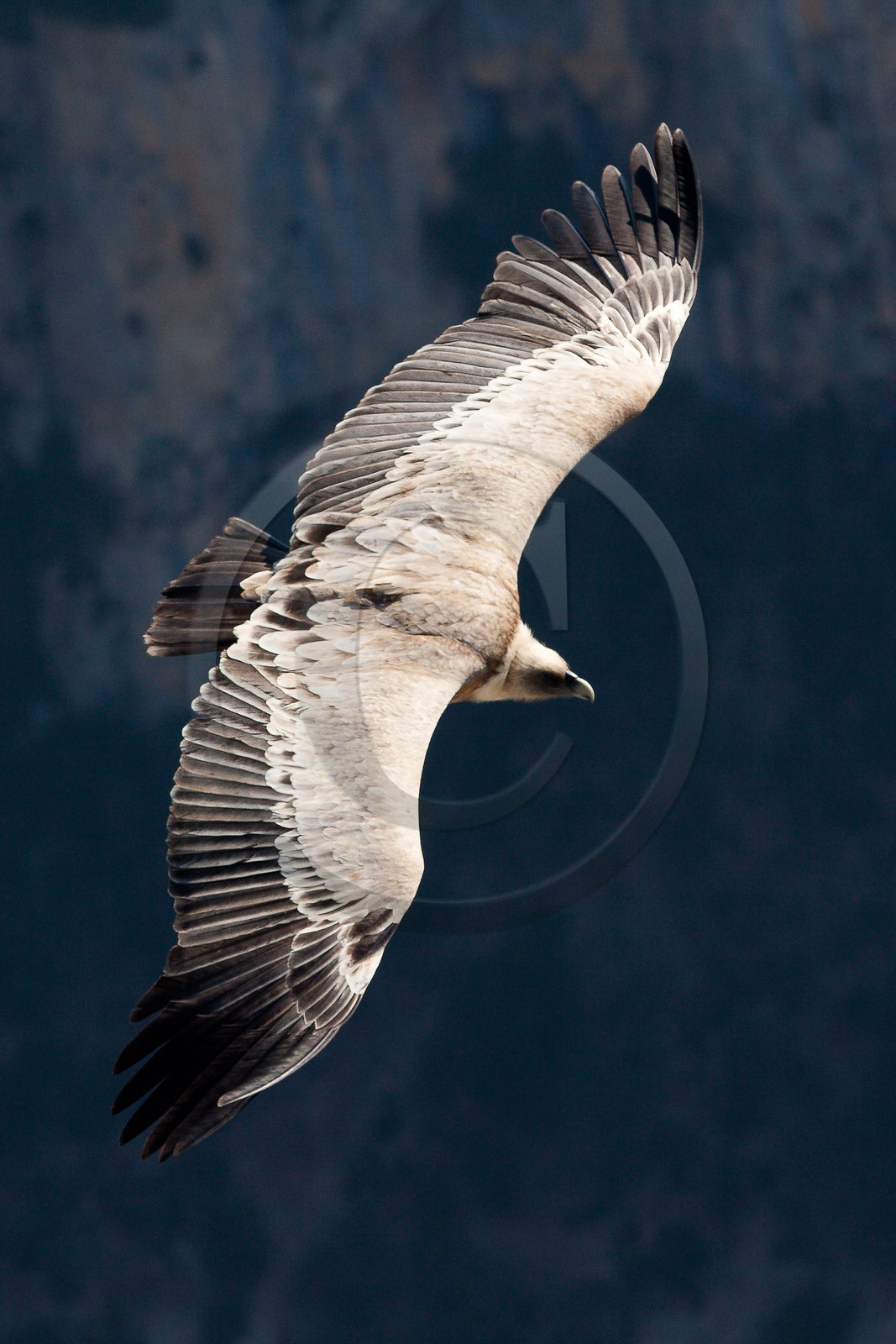 Vautour fauve, Gyps fulvus