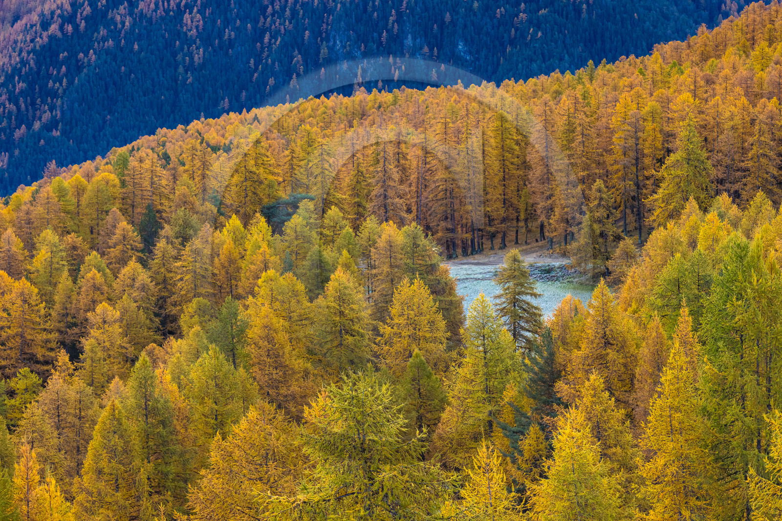Mélèze d'Europe, Larix decidua