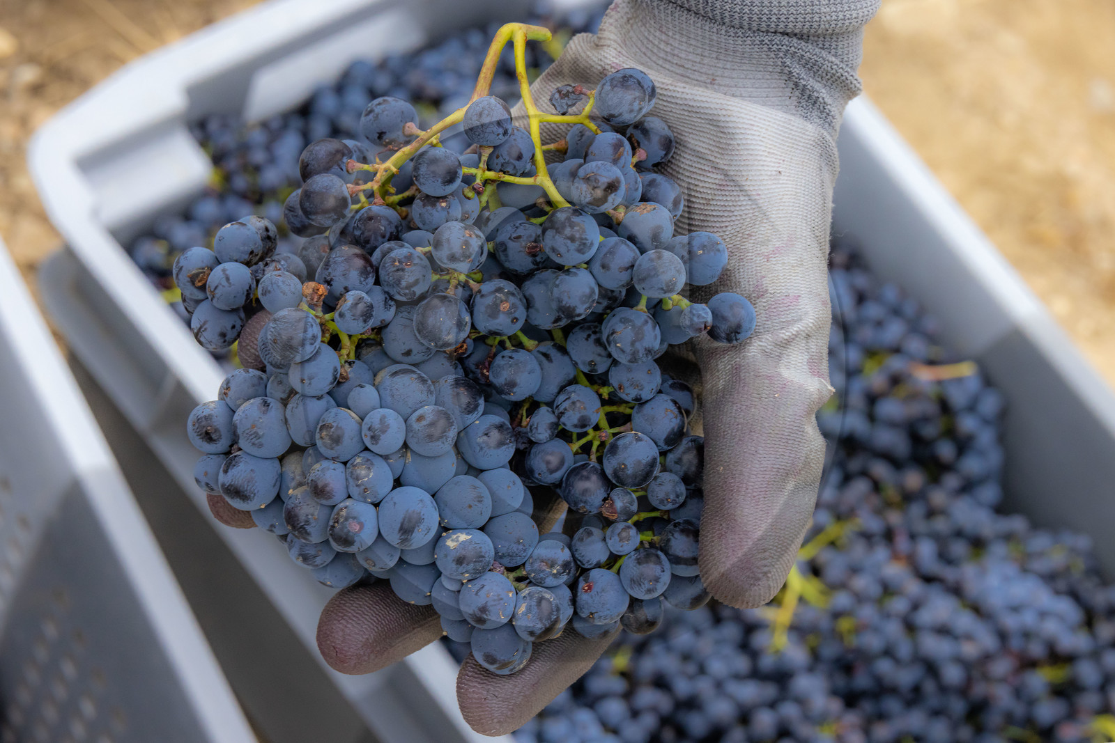 Domaine du Mont Guillaume