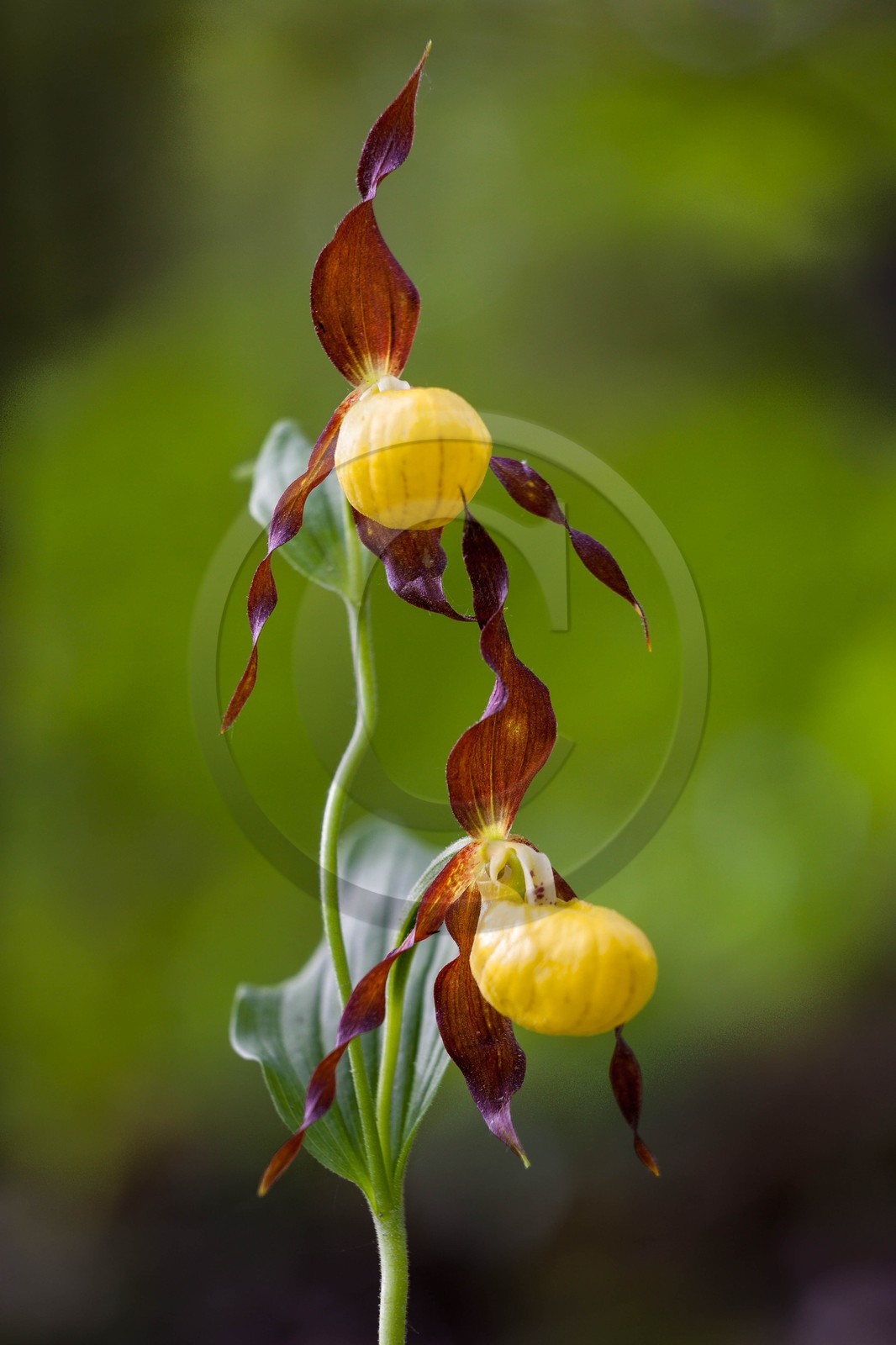 Sabot de Vénus, Cypripedium calceolus