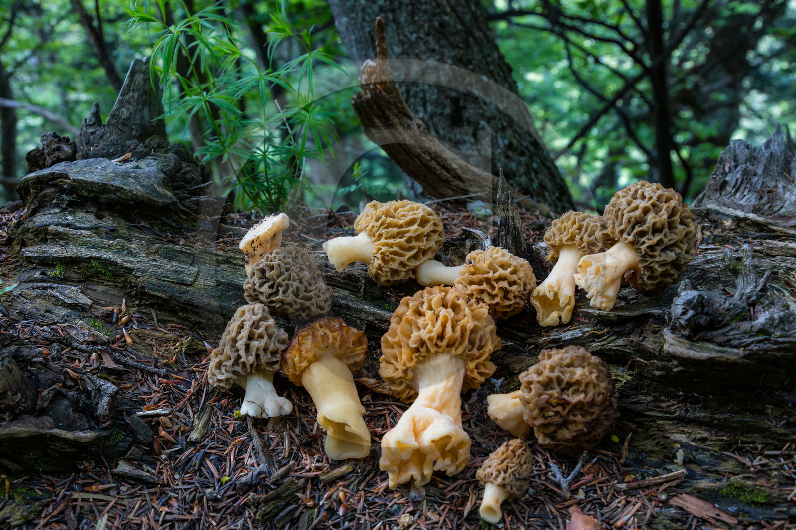 Morille, Morchella