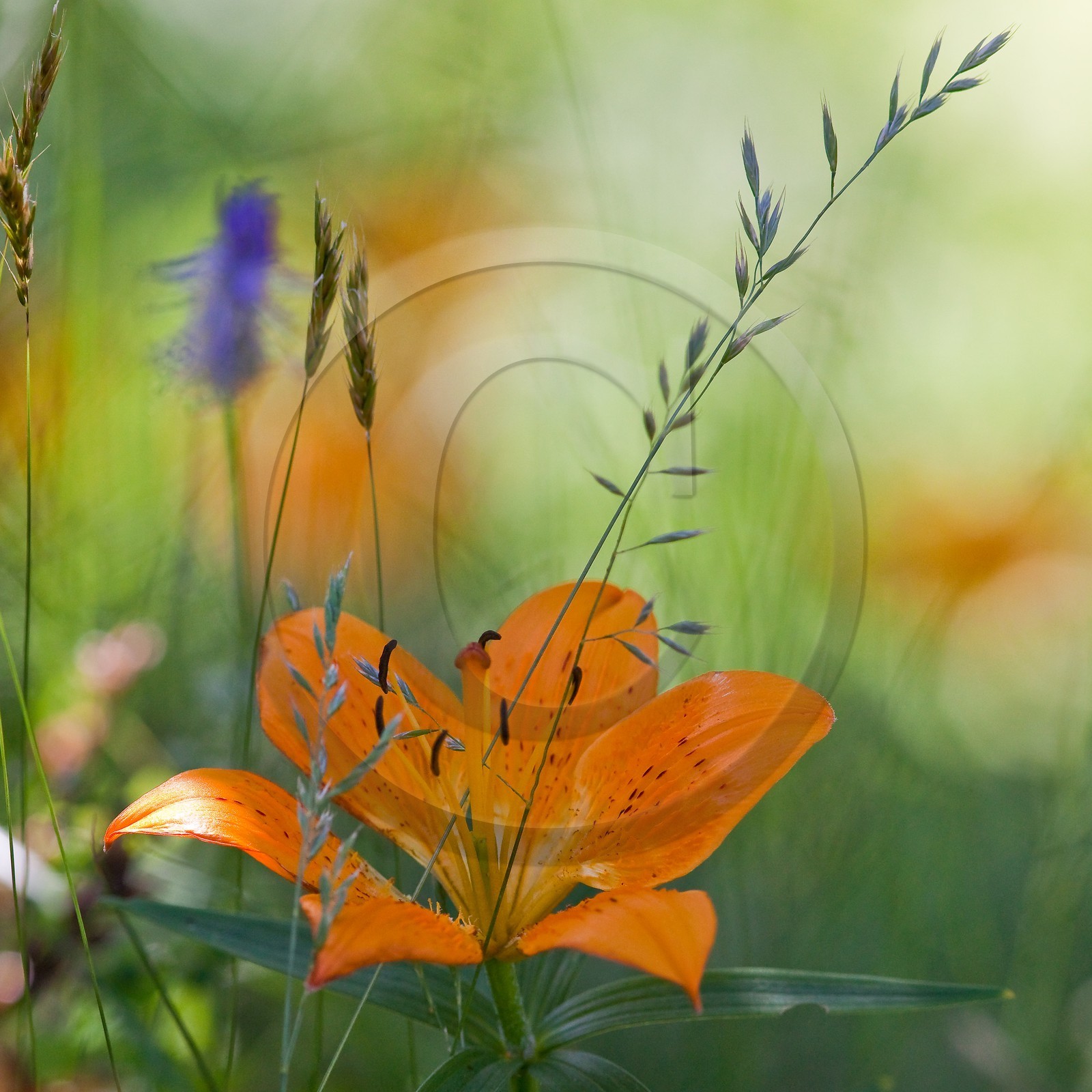 Lis orangé, Lilium bulbiferum subsp. croceum