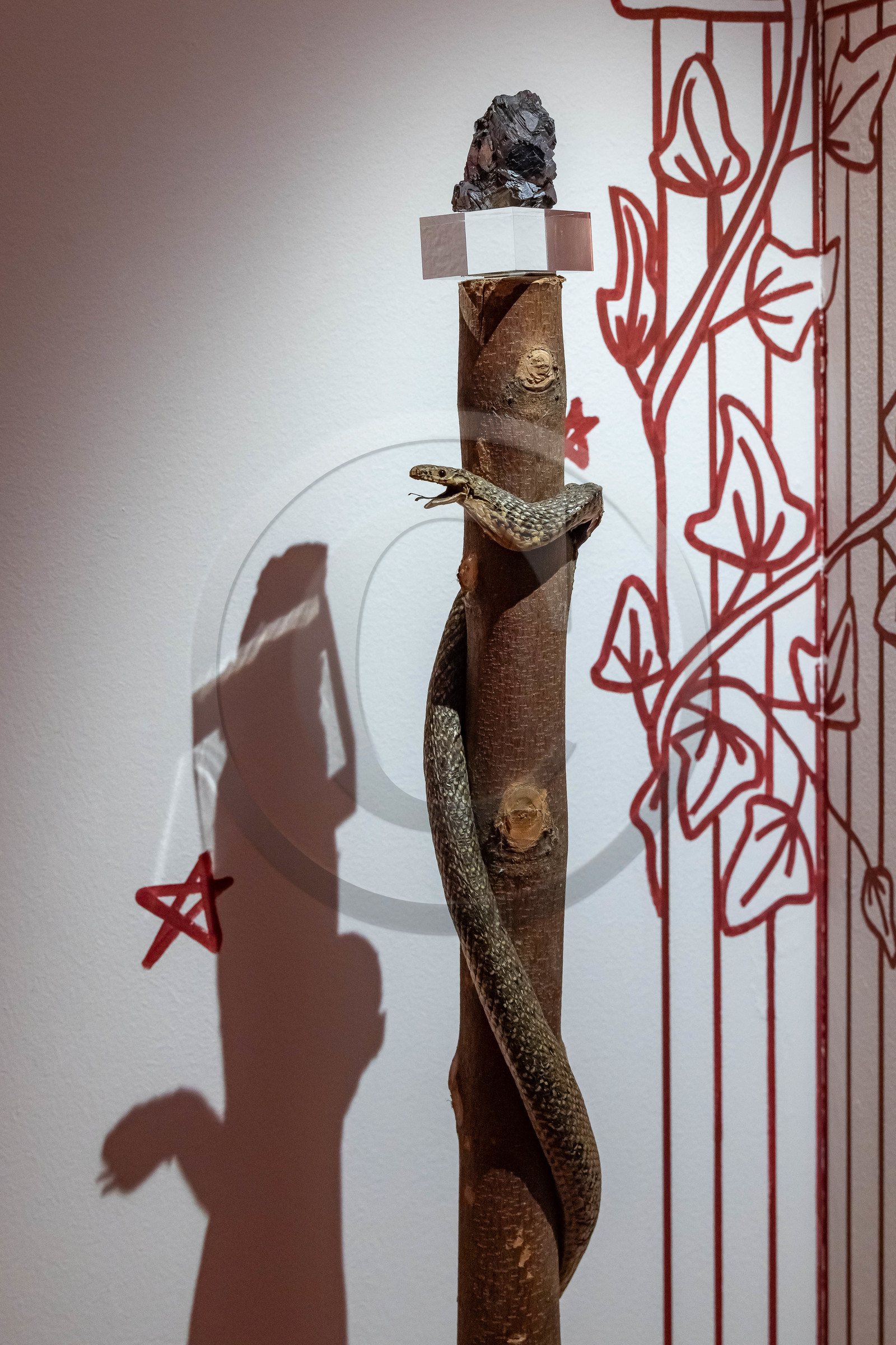 Musée Muséum départemental des Hautes-Alpes, Exposition Nuit