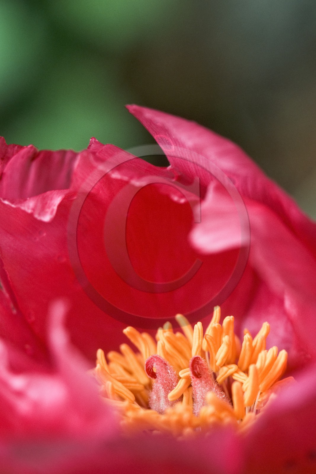 Pivoine officinale, Paeonia officinalis