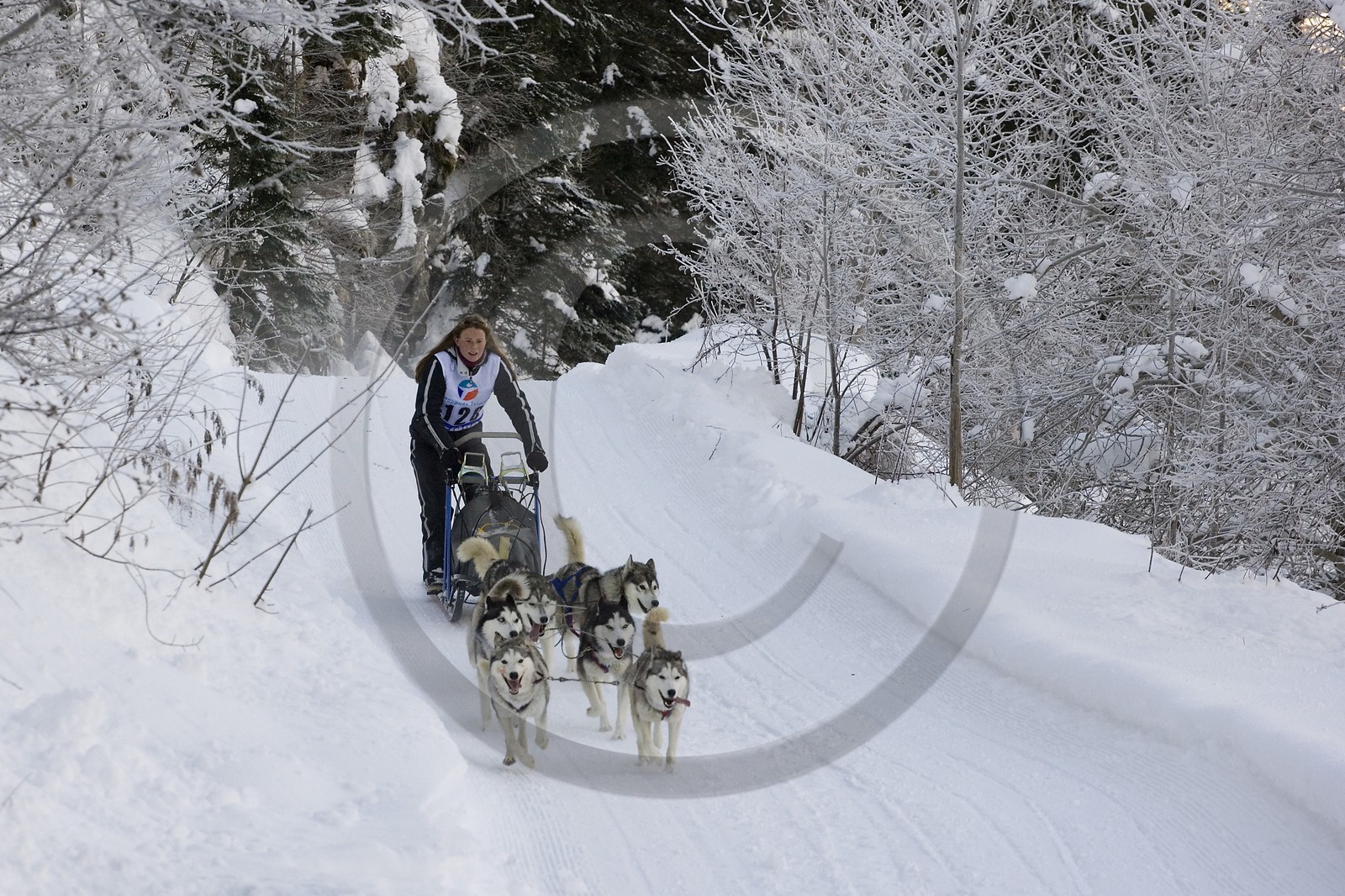 Chiens d'attelage