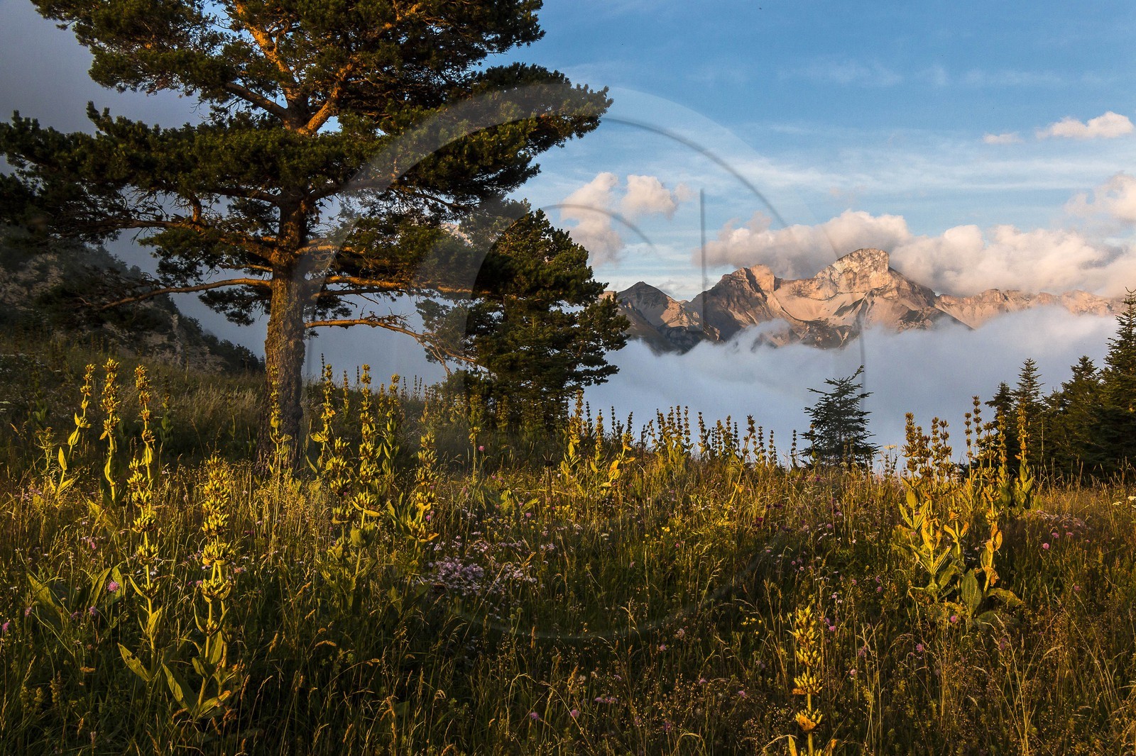 vallon de La Jarjatte