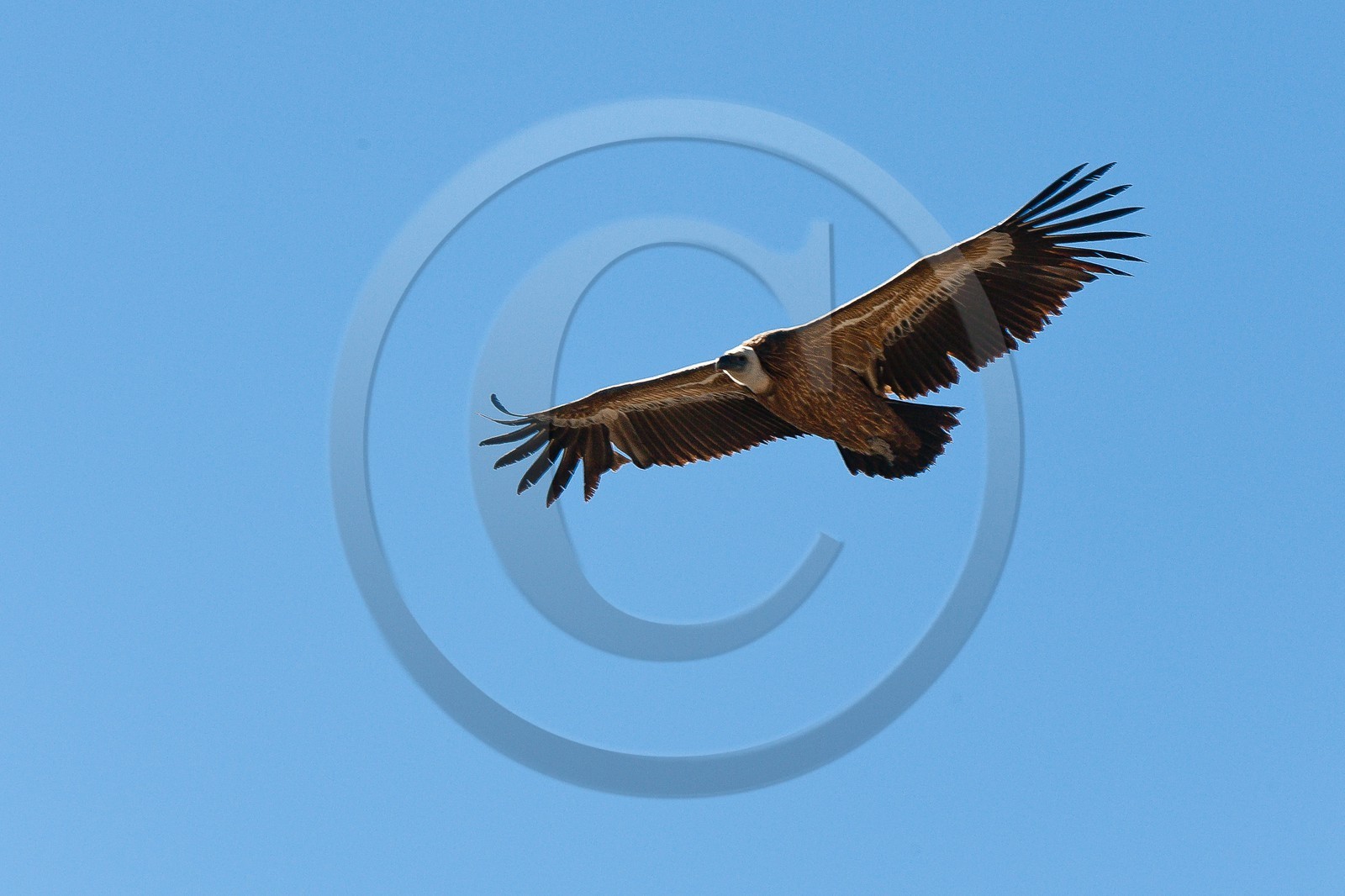 Vautour fauve, Gyps fulvus