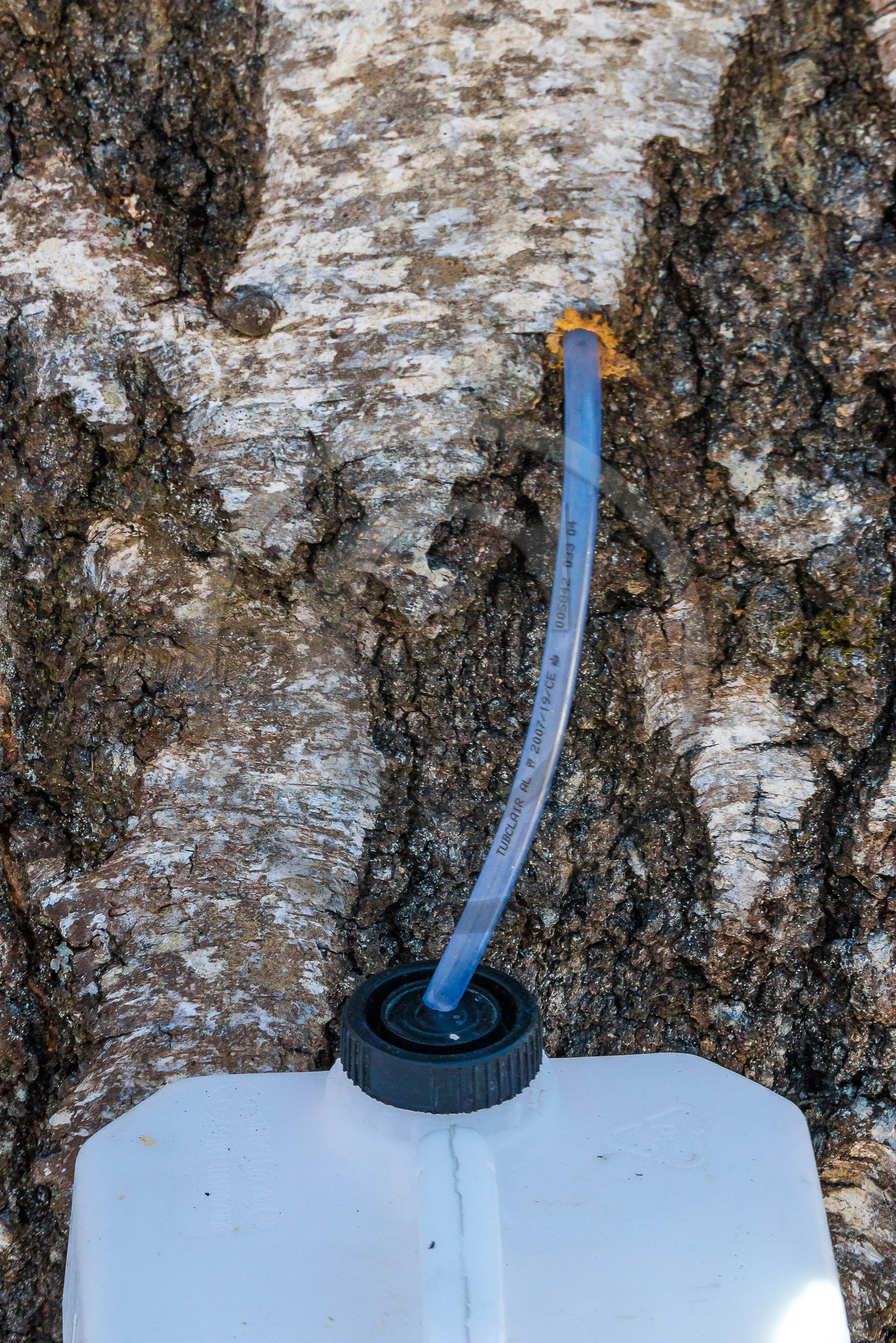 Récolte de sève de bouleau