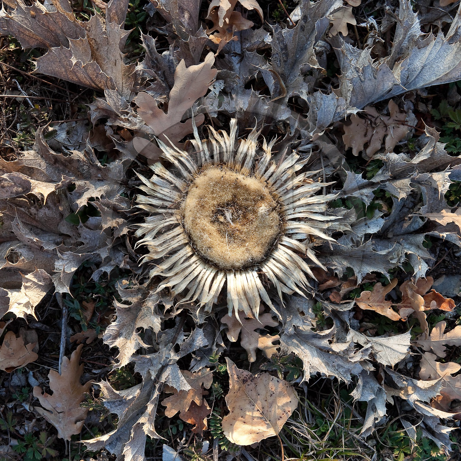 Carline à feuilles d'acanthe, Carlina acanthifolia