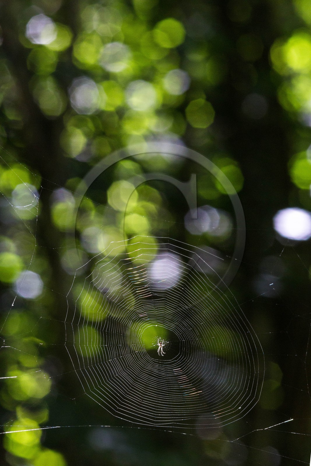 ENS de l'Isère, étang de Mai