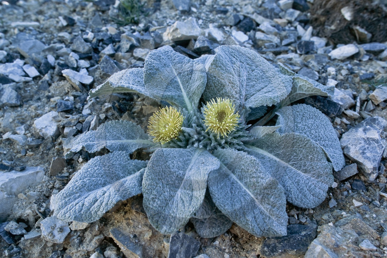 Bérardie laineuse, Berardia subacaulis