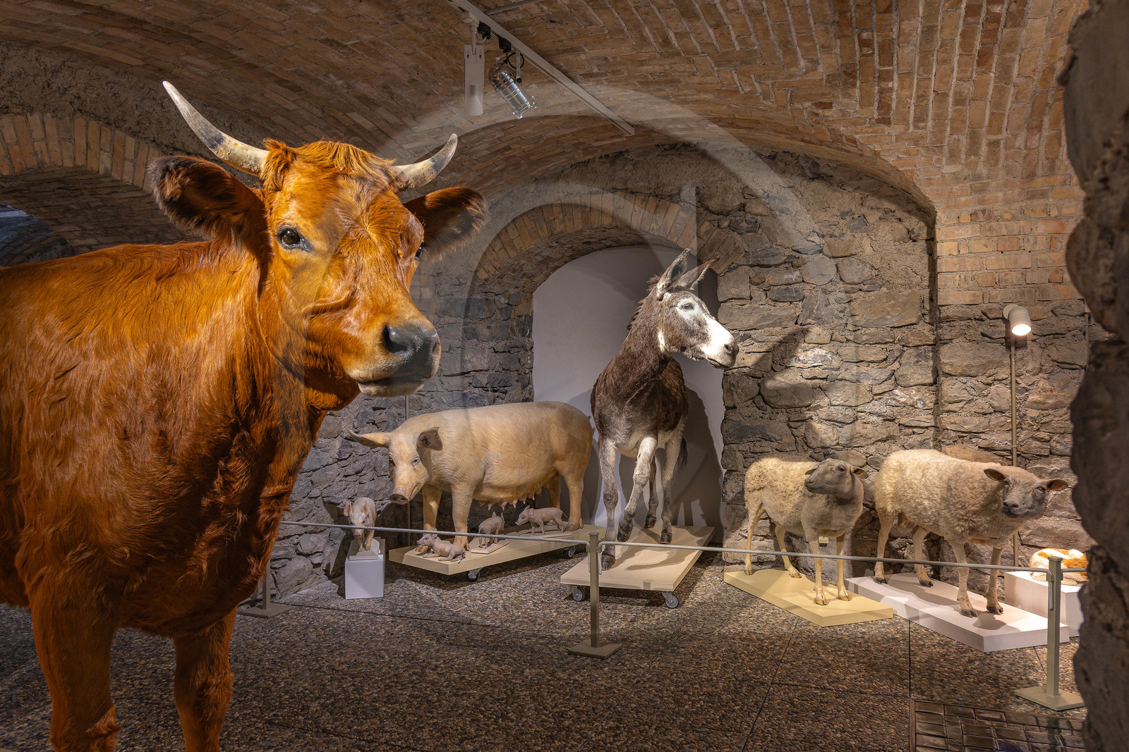 Musée Muséum départemental des Hautes-Alpes, collections d’animaux naturalisés