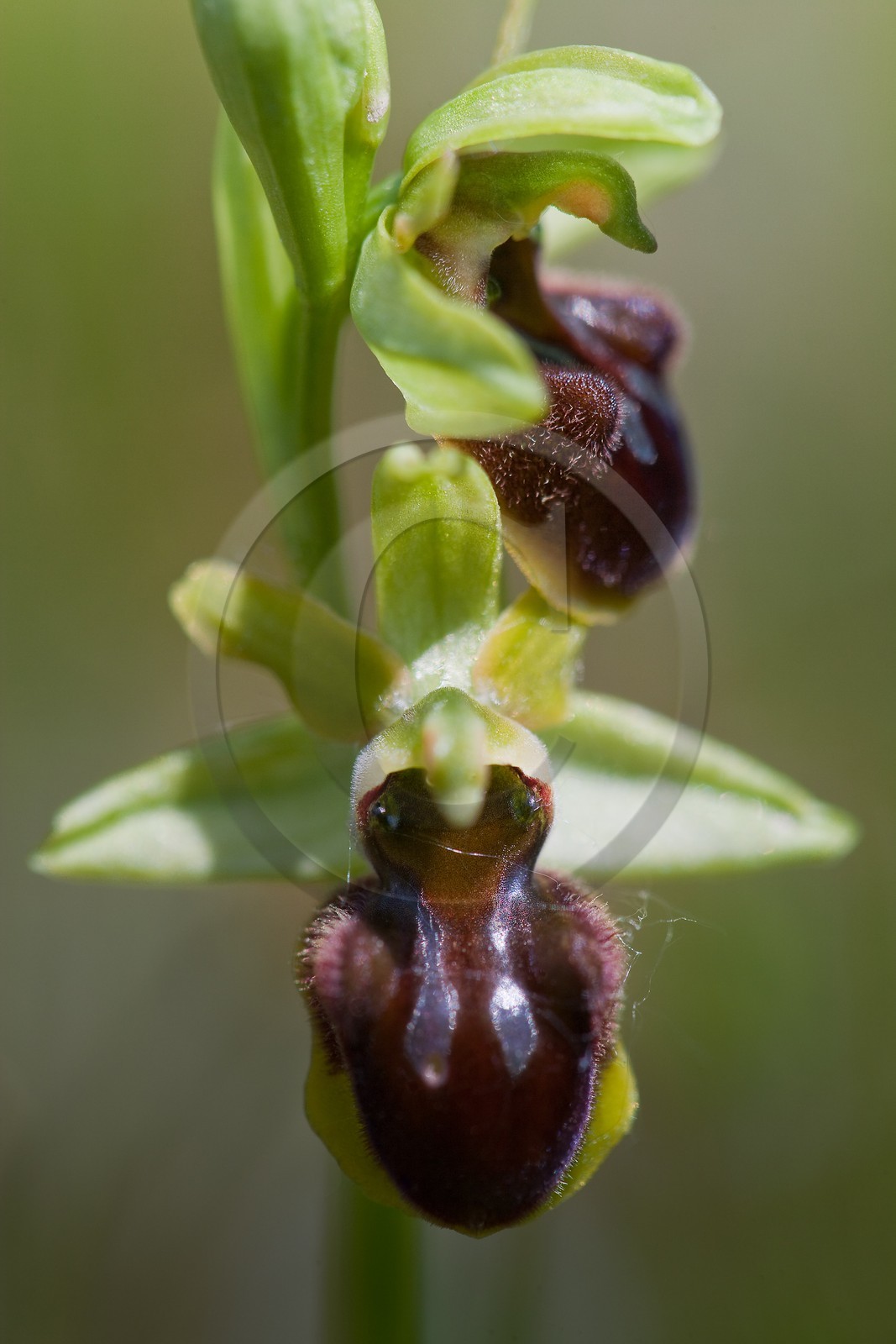 Ophrys araignée, Ophrys sphegodes
